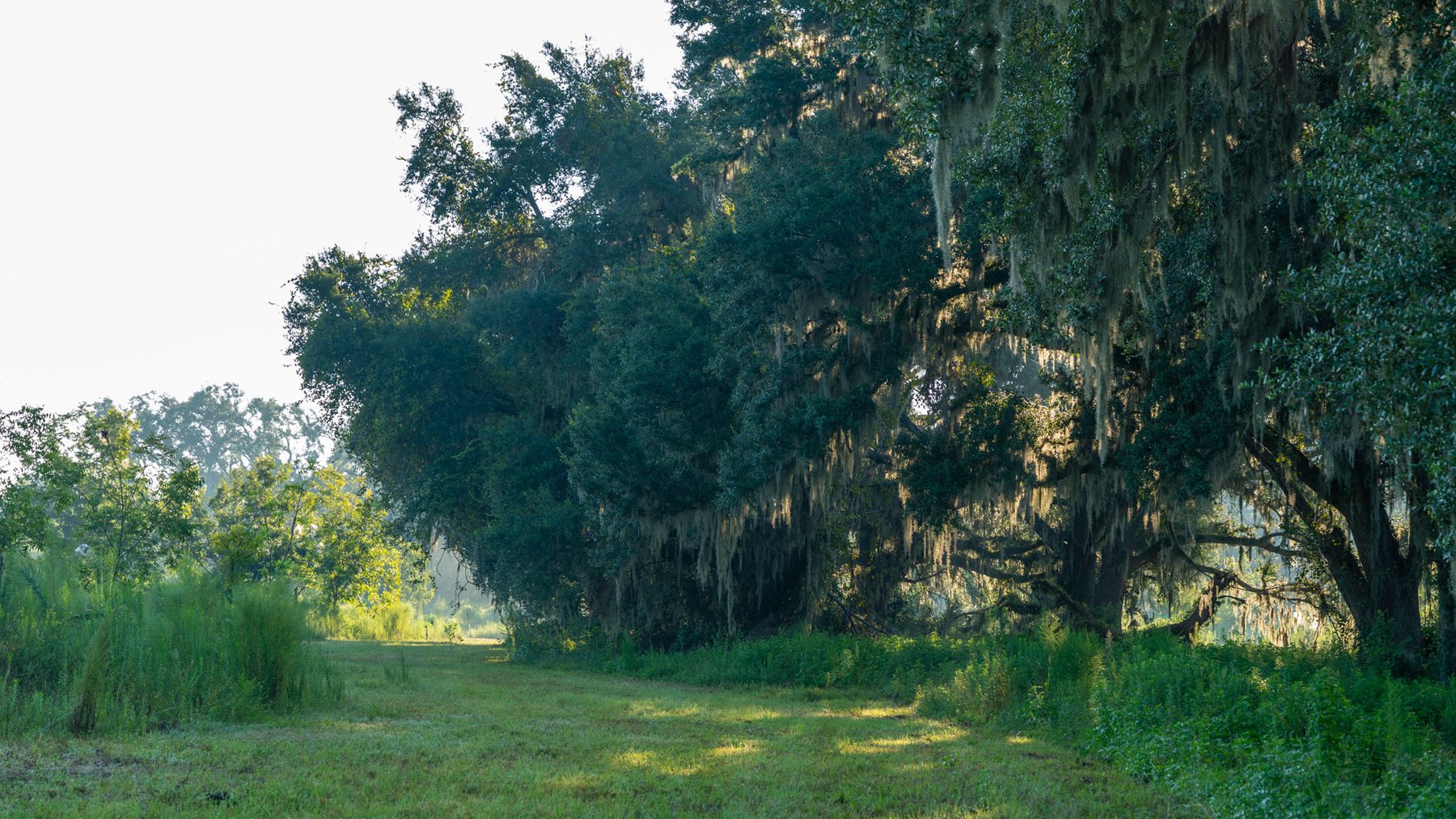 Image for 143± Acres - Darsey Orchard - Surrounded by Residential Growth with Mini-Farm Opportunities - Irrigated Pecan Orchard with Ample Frontage