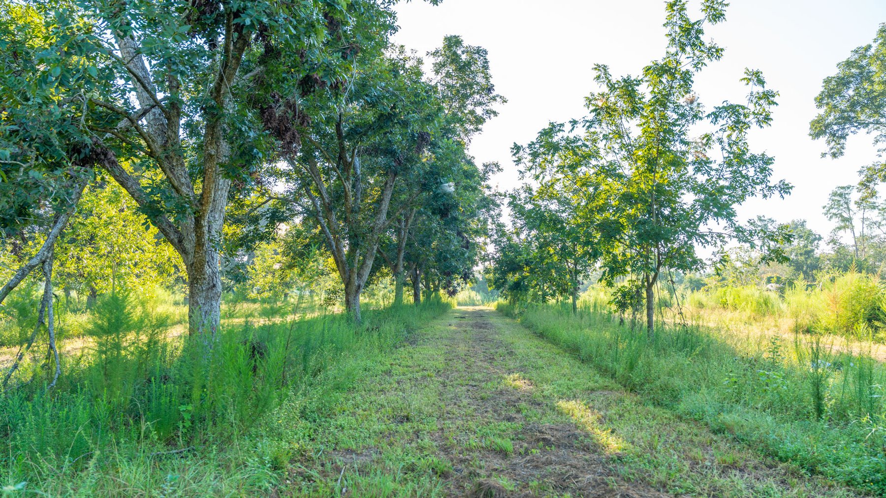 Image for 143± Acres - Darsey Orchard - Surrounded by Residential Growth with Mini-Farm Opportunities - Irrigated Pecan Orchard with Ample Frontage