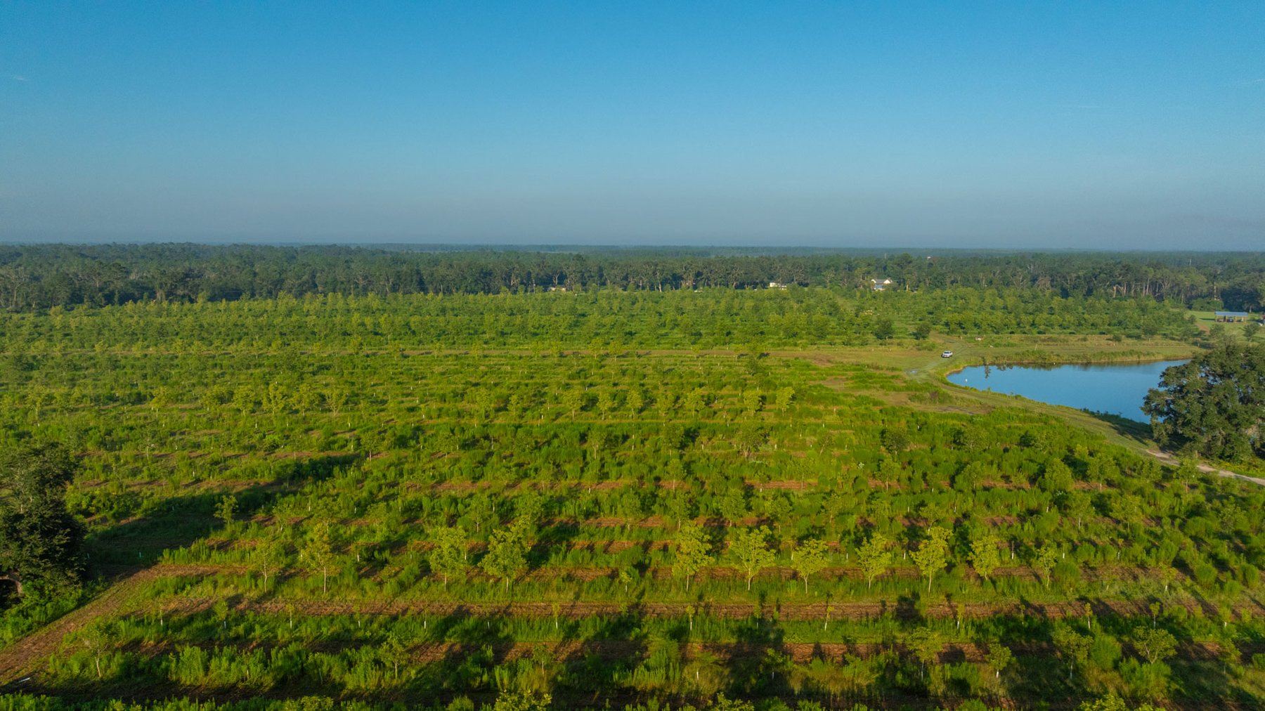 Image for 143± Acres - Darsey Orchard - Surrounded by Residential Growth with Mini-Farm Opportunities - Irrigated Pecan Orchard with Ample Frontage