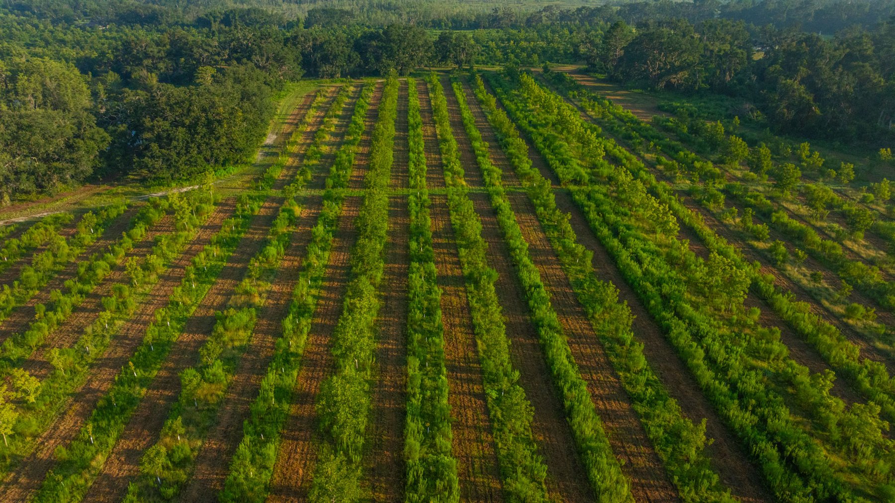 Image for 143± Acres - Darsey Orchard - Surrounded by Residential Growth with Mini-Farm Opportunities - Irrigated Pecan Orchard with Ample Frontage