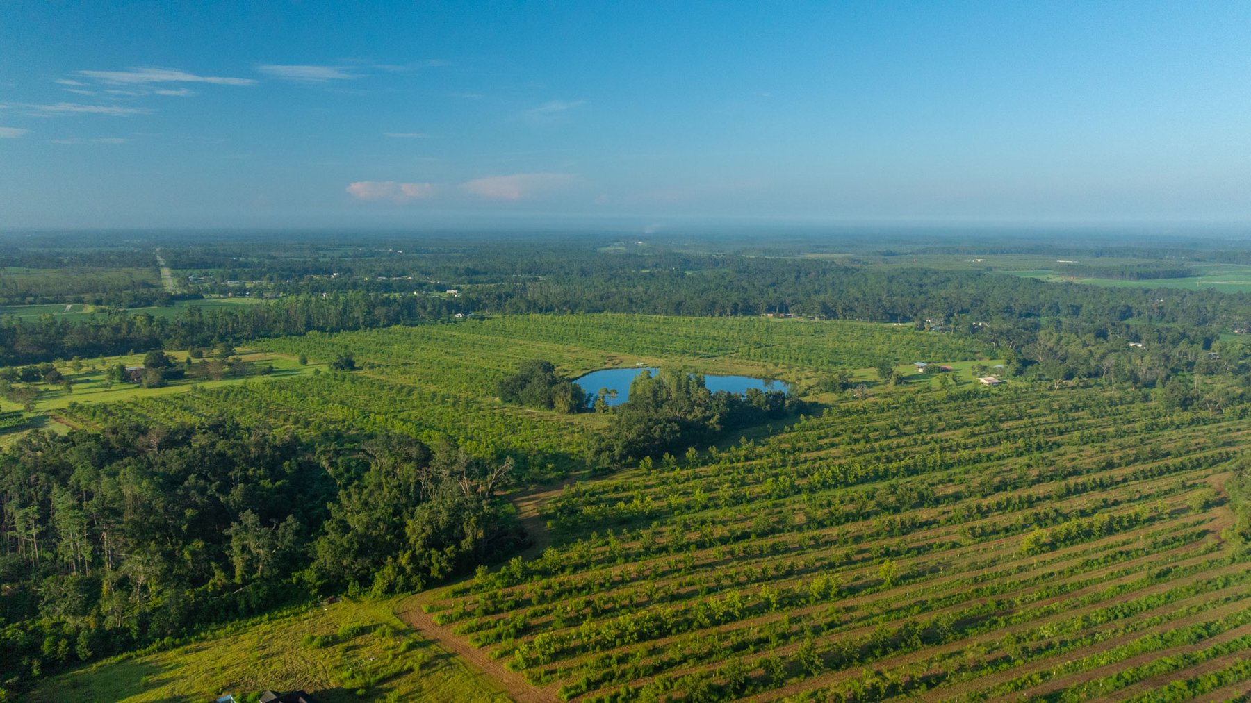 Image for 143± Acres - Darsey Orchard - Surrounded by Residential Growth with Mini-Farm Opportunities - Irrigated Pecan Orchard with Ample Frontage