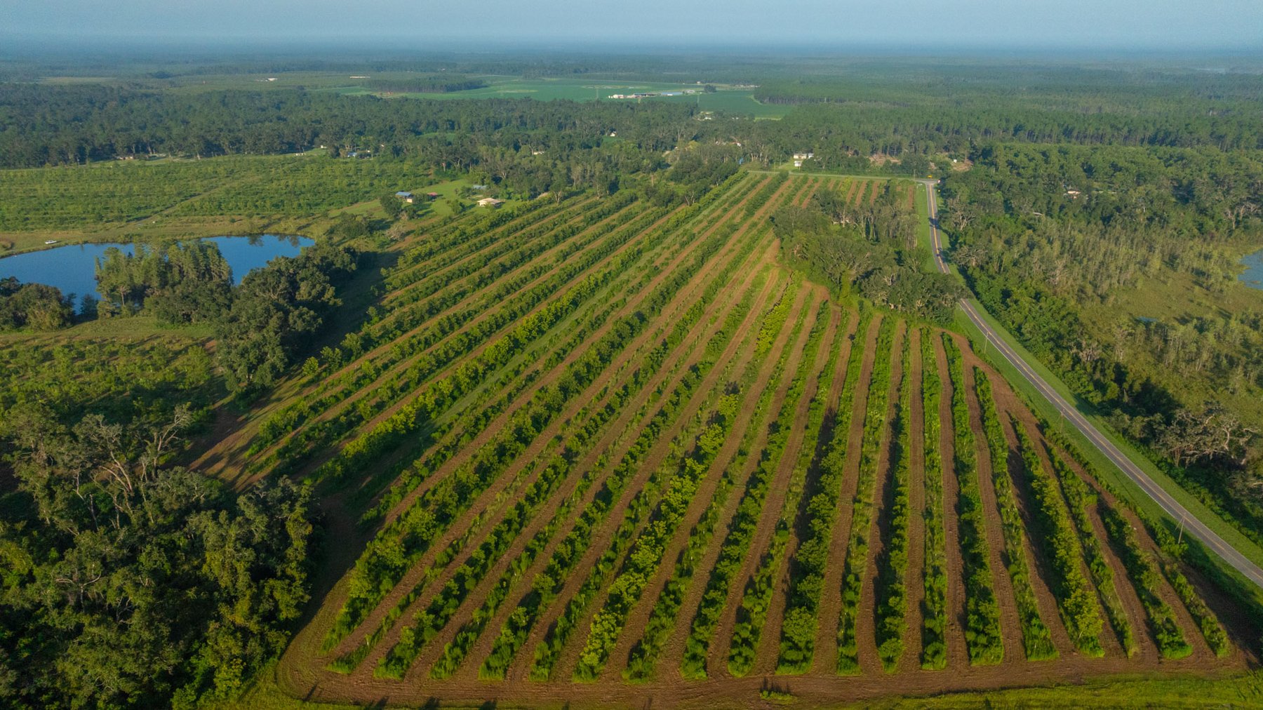 Image for 143± Acres - Darsey Orchard - Surrounded by Residential Growth with Mini-Farm Opportunities - Irrigated Pecan Orchard with Ample Frontage