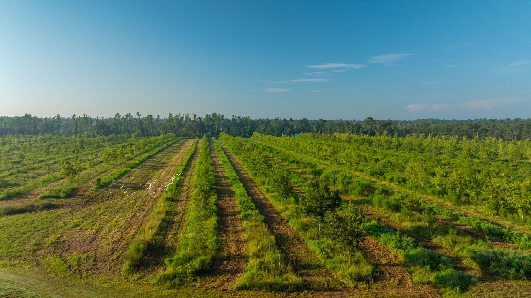 Image for 143± Acres - Darsey Orchard - Surrounded by Residential Growth with Mini-Farm Opportunities - Irrigated Pecan Orchard with Ample Frontage