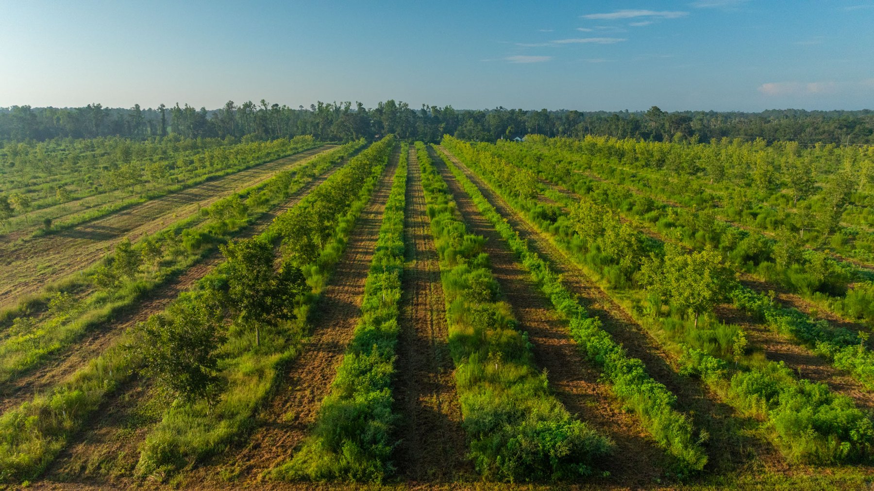 Image for 143± Acres - Darsey Orchard - Surrounded by Residential Growth with Mini-Farm Opportunities - Irrigated Pecan Orchard with Ample Frontage