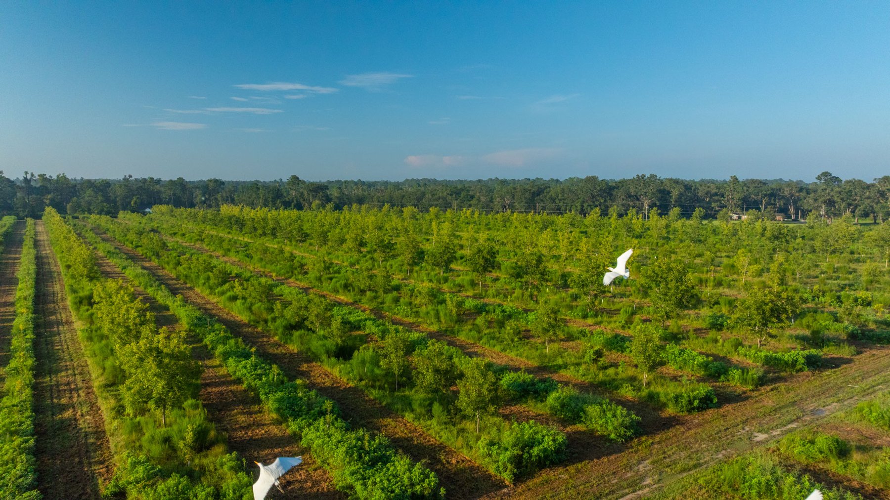 Image for 143± Acres - Darsey Orchard - Surrounded by Residential Growth with Mini-Farm Opportunities - Irrigated Pecan Orchard with Ample Frontage