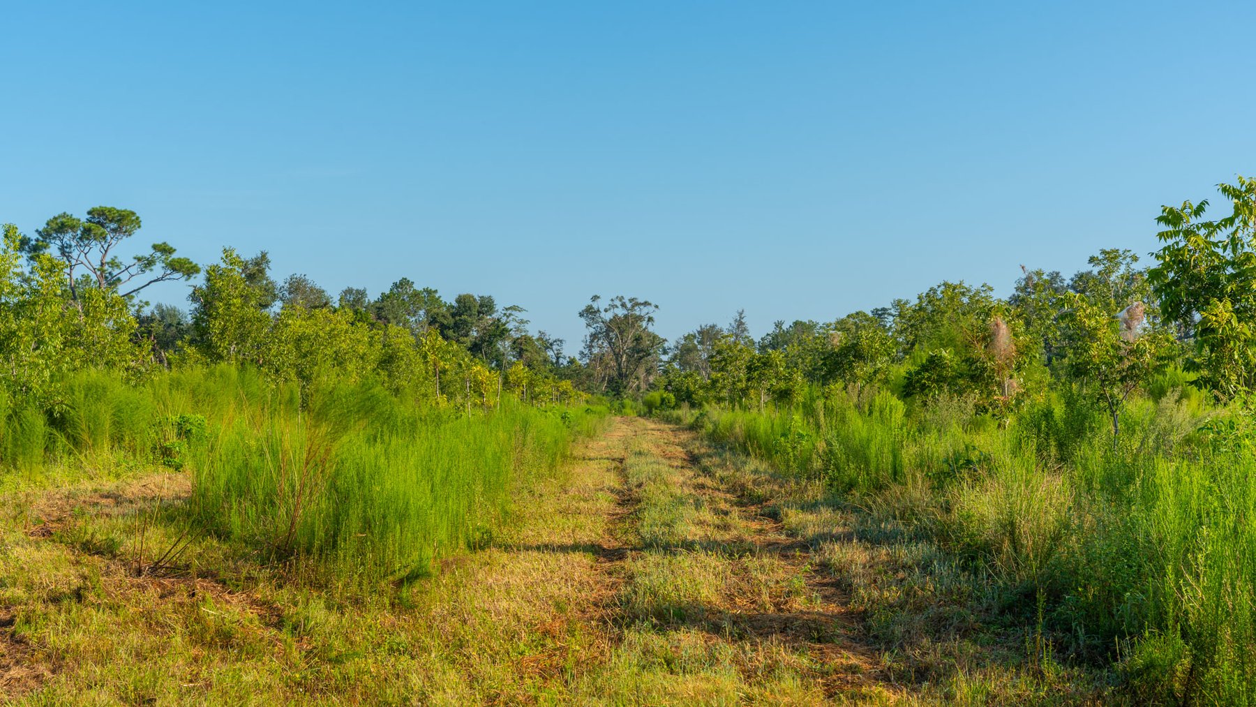 Image for 143± Acres - Darsey Orchard - Surrounded by Residential Growth with Mini-Farm Opportunities - Irrigated Pecan Orchard with Ample Frontage