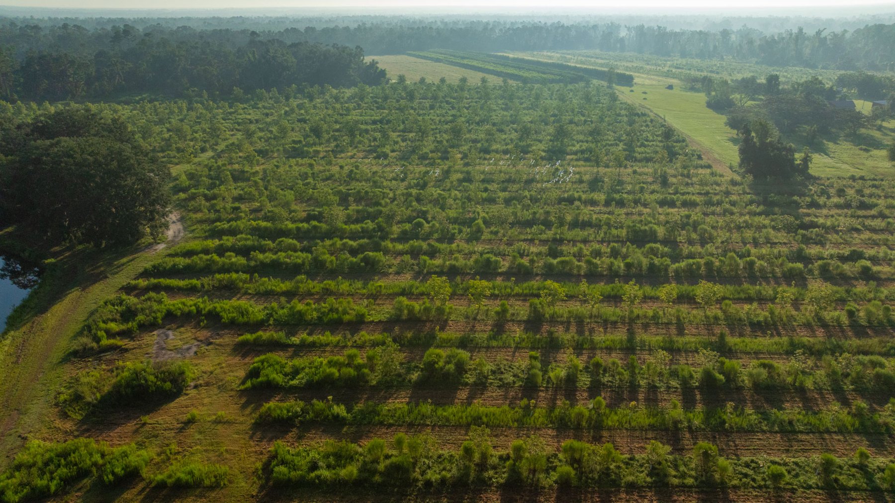Image for 143± Acres - Darsey Orchard - Surrounded by Residential Growth with Mini-Farm Opportunities - Irrigated Pecan Orchard with Ample Frontage