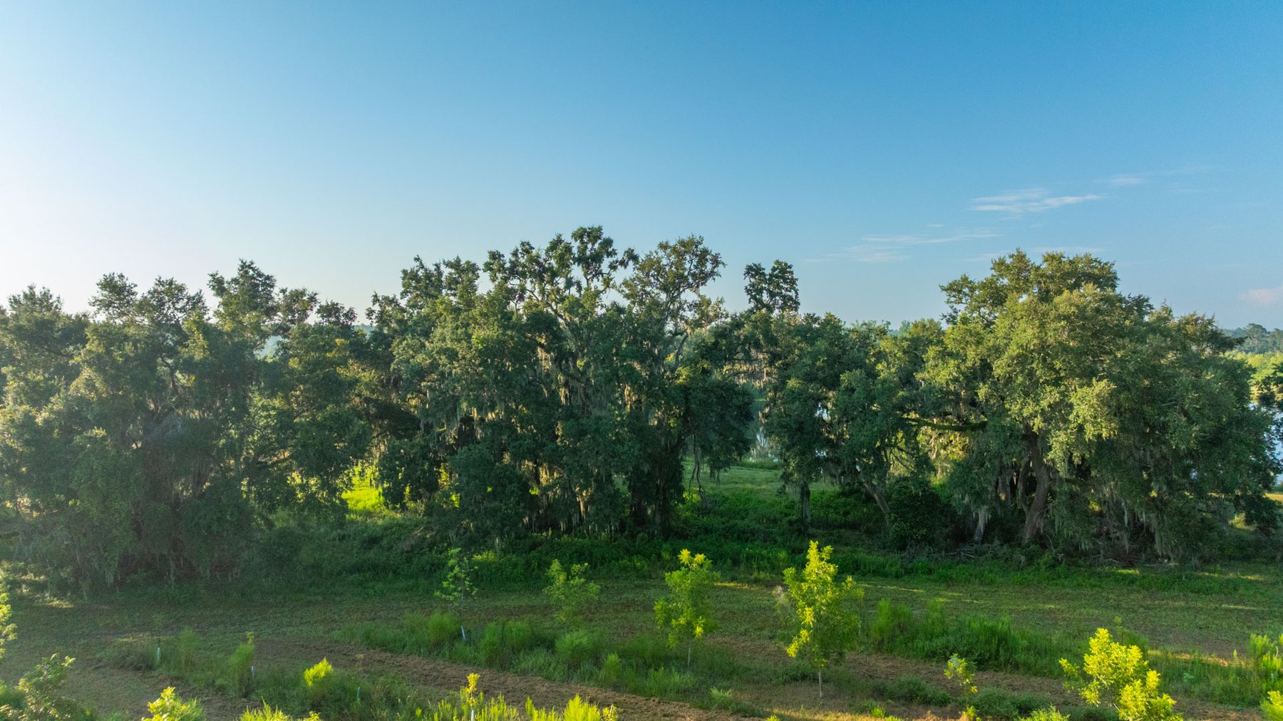 Image for 143± Acres - Darsey Orchard - Surrounded by Residential Growth with Mini-Farm Opportunities - Irrigated Pecan Orchard with Ample Frontage