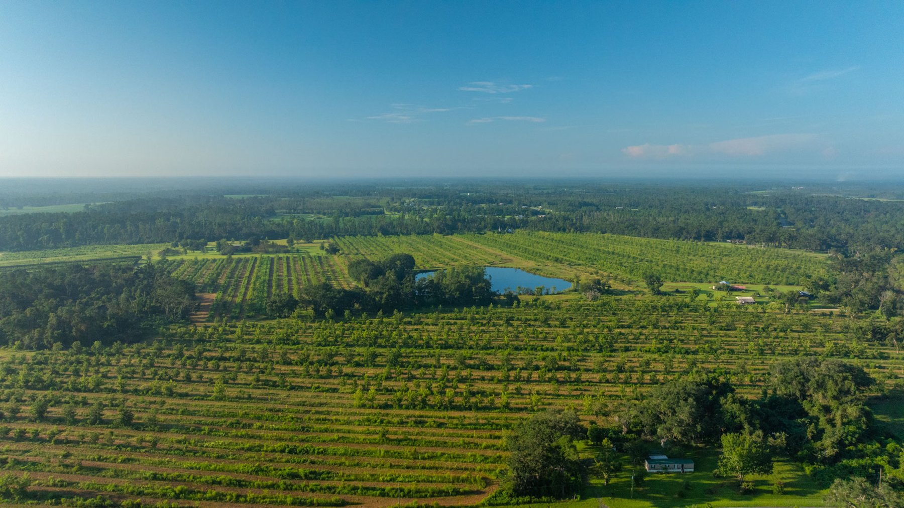 Image for 143± Acres - Darsey Orchard - Surrounded by Residential Growth with Mini-Farm Opportunities - Irrigated Pecan Orchard with Ample Frontage