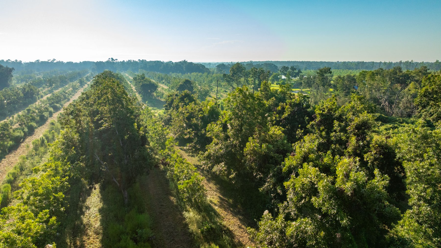 Image for 143± Acres - Darsey Orchard - Surrounded by Residential Growth with Mini-Farm Opportunities - Irrigated Pecan Orchard with Ample Frontage