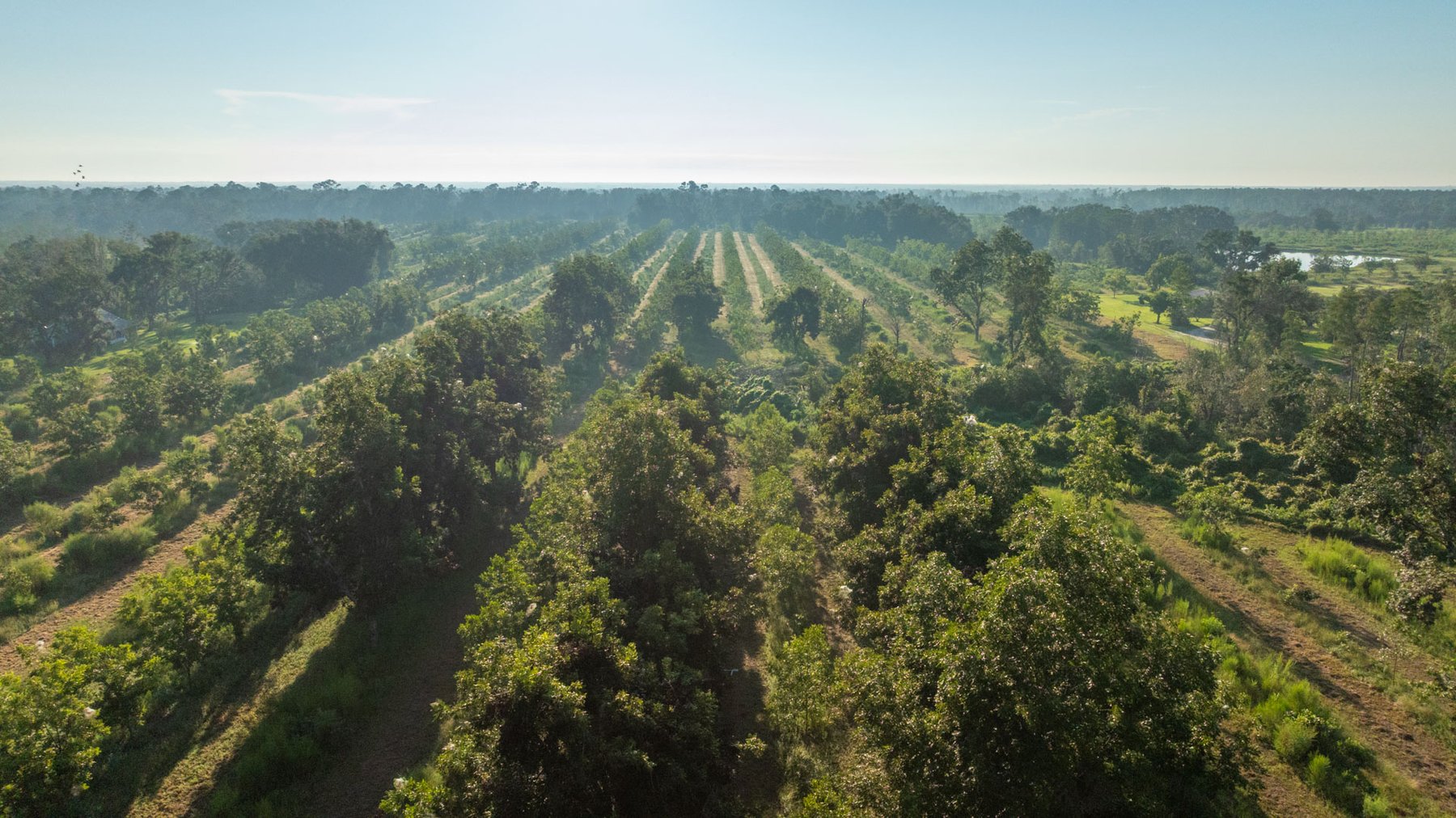 Image for 143± Acres - Darsey Orchard - Surrounded by Residential Growth with Mini-Farm Opportunities - Irrigated Pecan Orchard with Ample Frontage