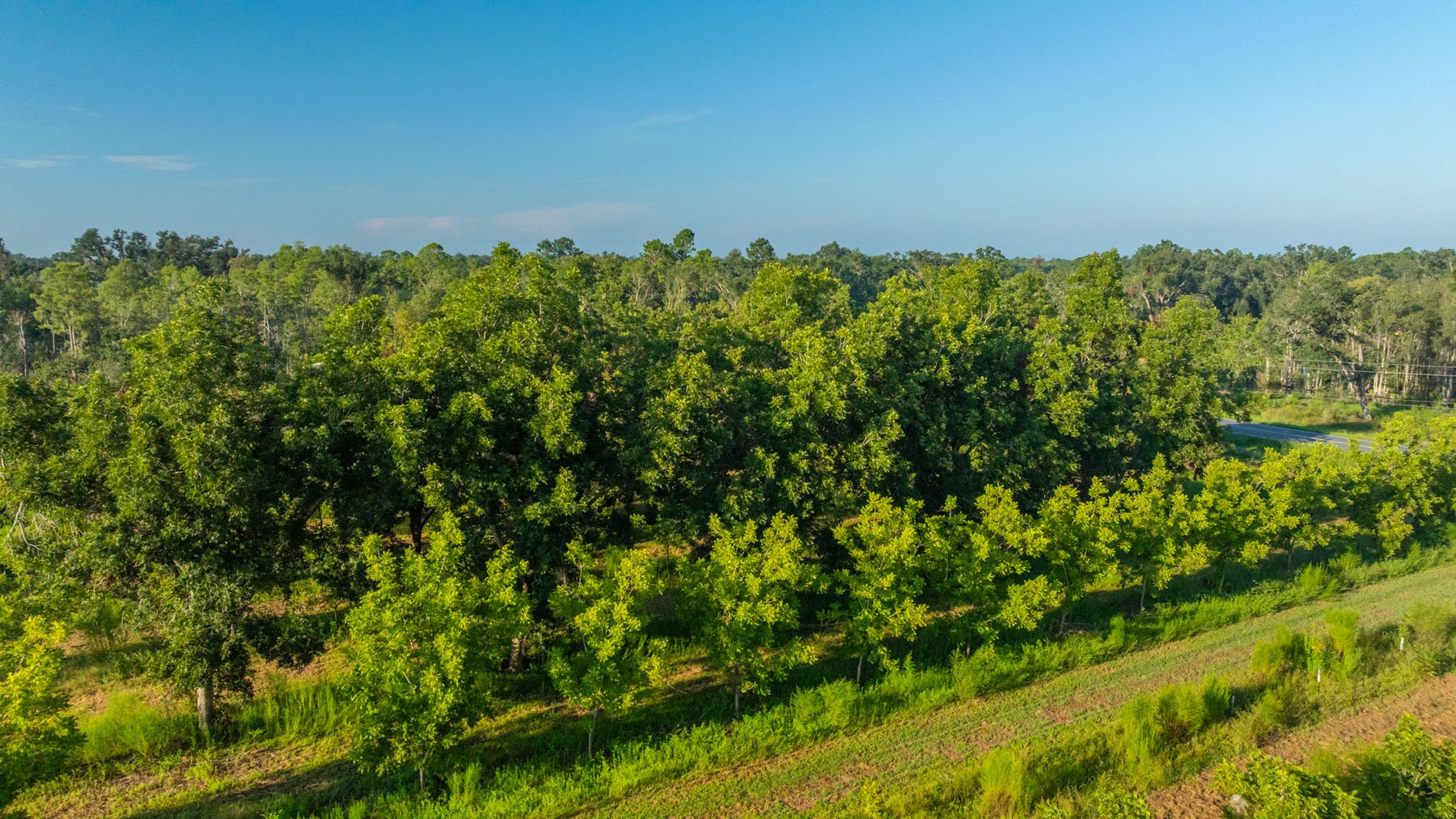 Image for 143± Acres - Darsey Orchard - Surrounded by Residential Growth with Mini-Farm Opportunities - Irrigated Pecan Orchard with Ample Frontage