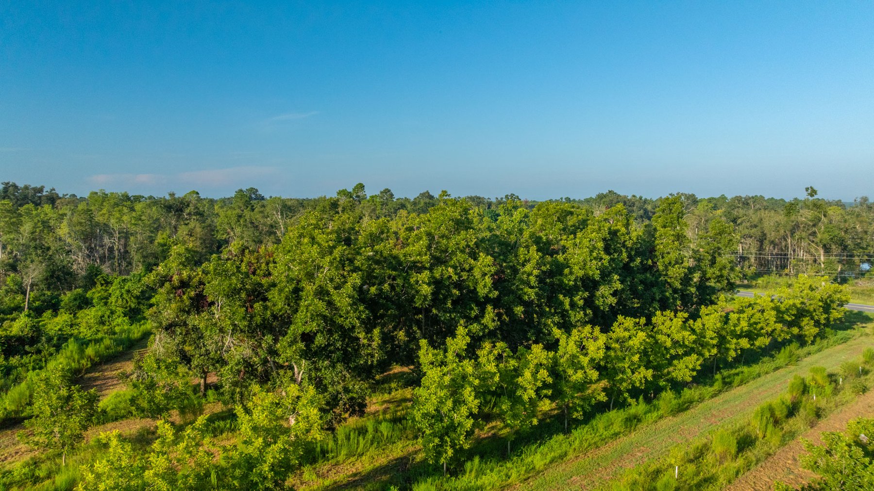Image for 143± Acres - Darsey Orchard - Surrounded by Residential Growth with Mini-Farm Opportunities - Irrigated Pecan Orchard with Ample Frontage