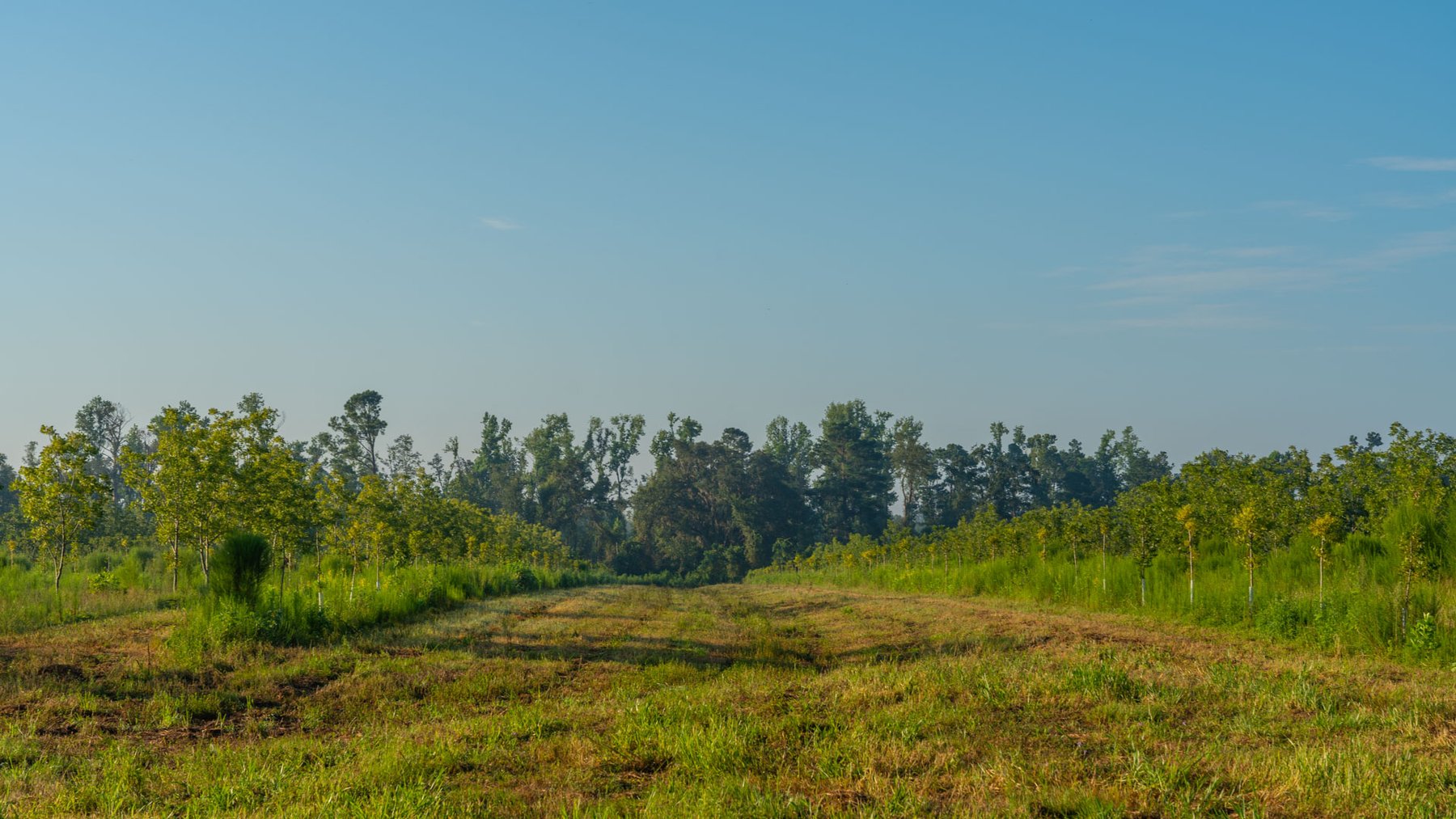Image for 143± Acres - Darsey Orchard - Surrounded by Residential Growth with Mini-Farm Opportunities - Irrigated Pecan Orchard with Ample Frontage