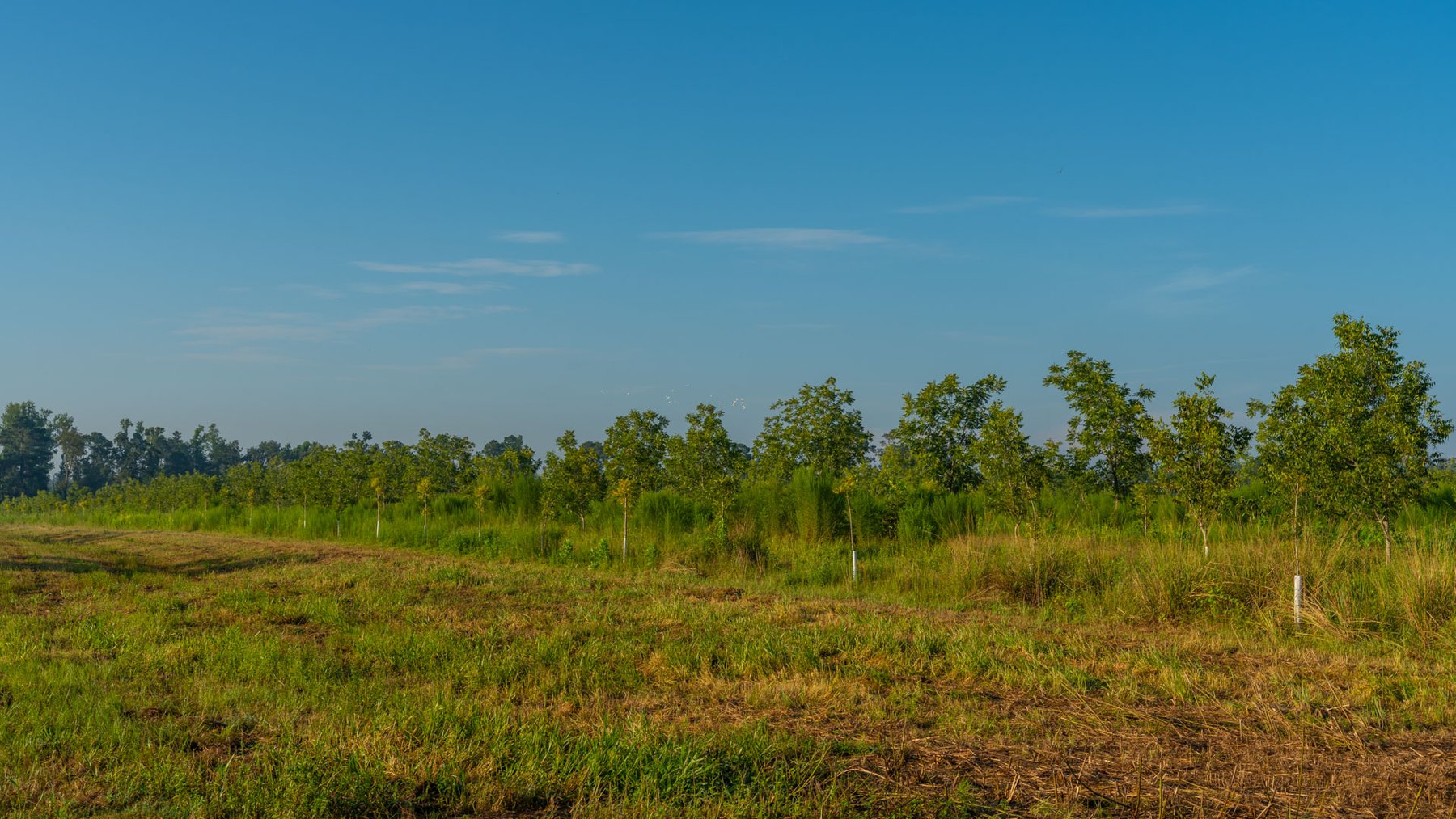 Image for 143± Acres - Darsey Orchard - Surrounded by Residential Growth with Mini-Farm Opportunities - Irrigated Pecan Orchard with Ample Frontage