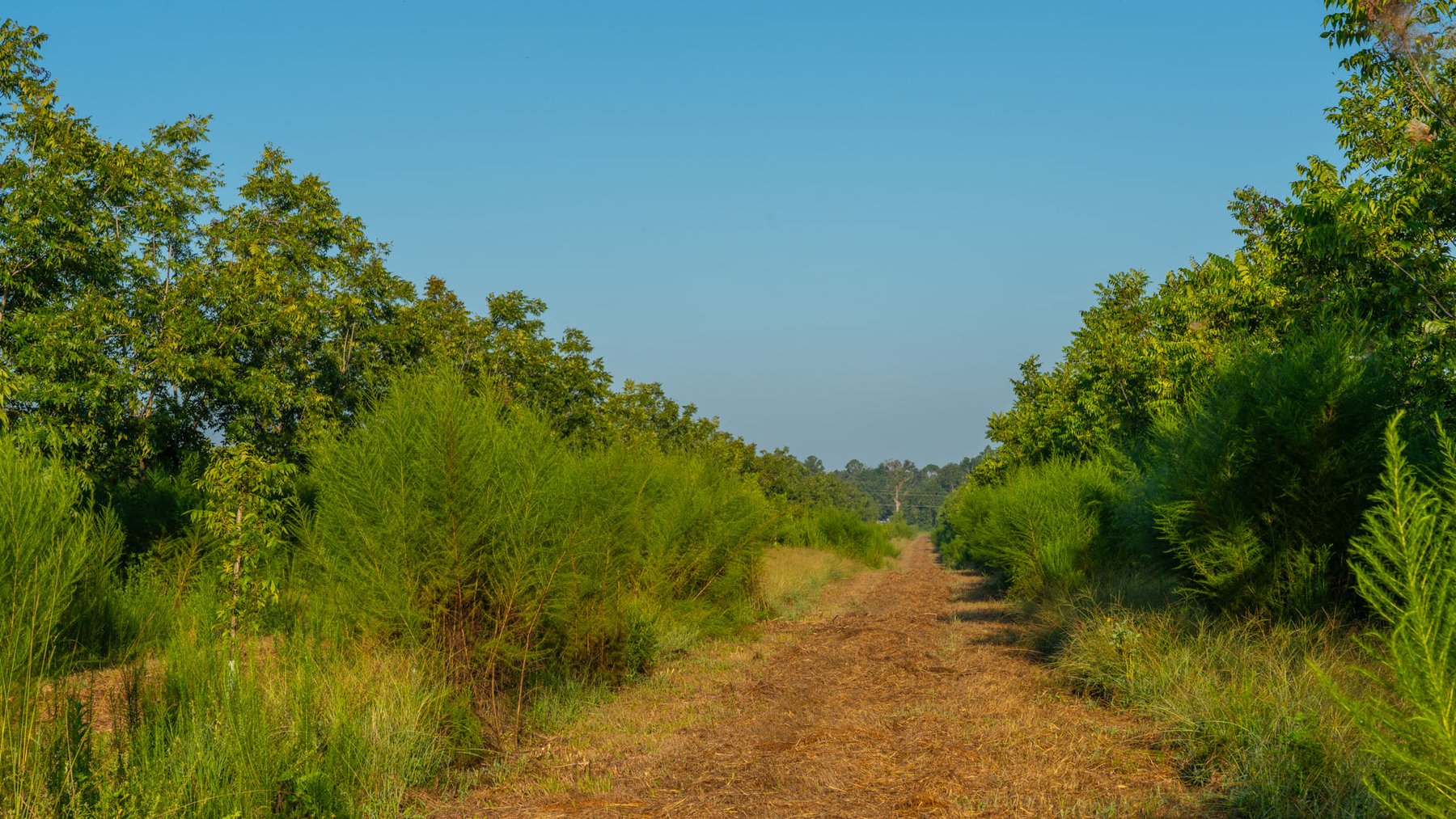 Image for 143± Acres - Darsey Orchard - Surrounded by Residential Growth with Mini-Farm Opportunities - Irrigated Pecan Orchard with Ample Frontage