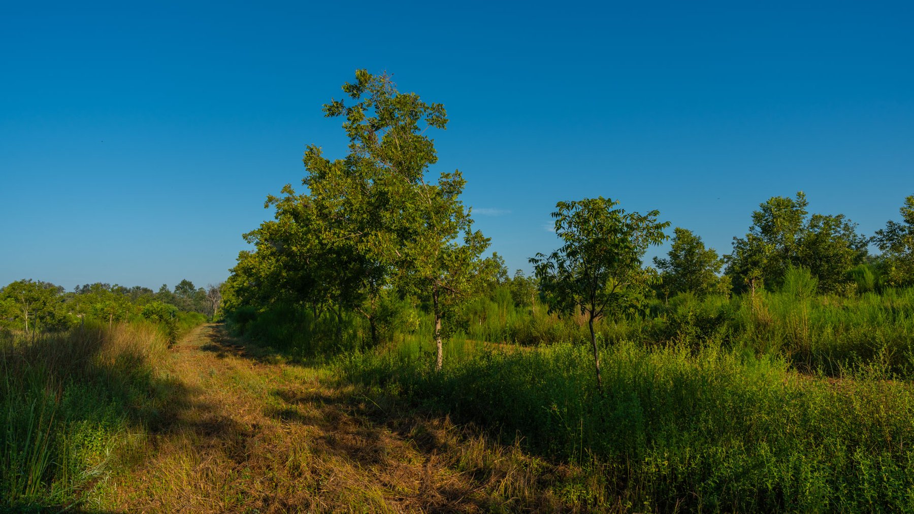 Image for 143± Acres - Darsey Orchard - Surrounded by Residential Growth with Mini-Farm Opportunities - Irrigated Pecan Orchard with Ample Frontage