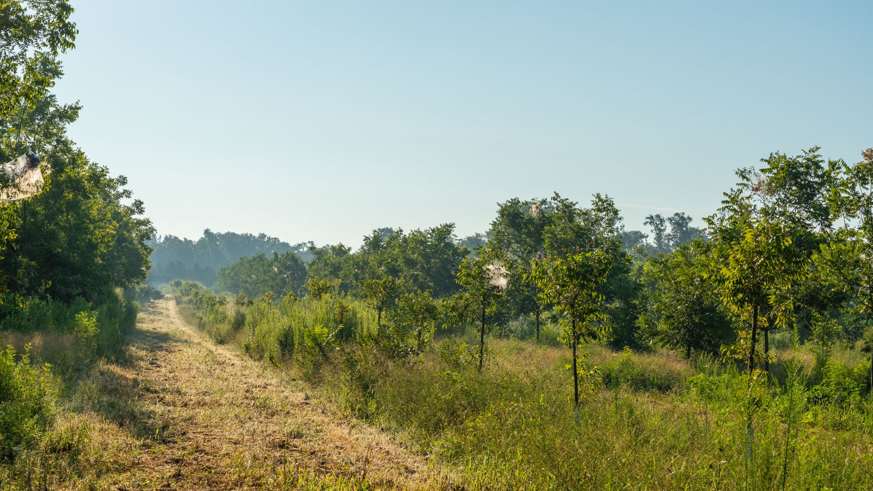 Image for 143± Acres - Darsey Orchard - Surrounded by Residential Growth with Mini-Farm Opportunities - Irrigated Pecan Orchard with Ample Frontage