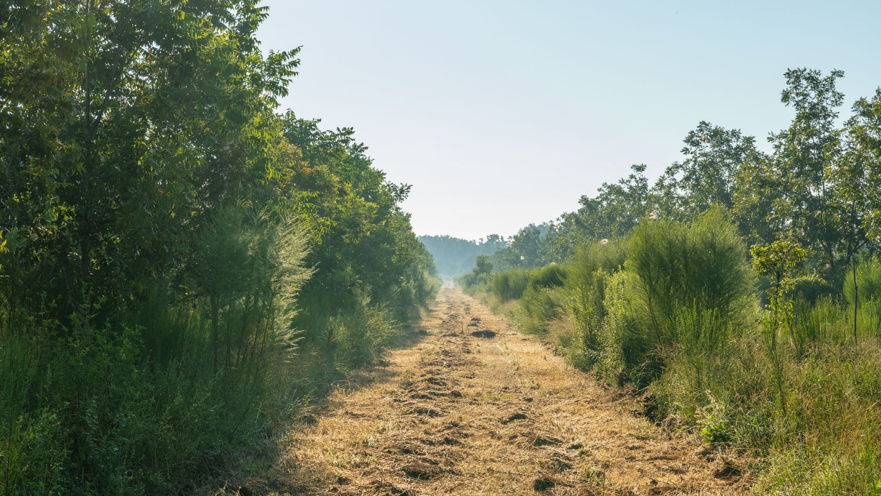 Image for 143± Acres - Darsey Orchard - Surrounded by Residential Growth with Mini-Farm Opportunities - Irrigated Pecan Orchard with Ample Frontage