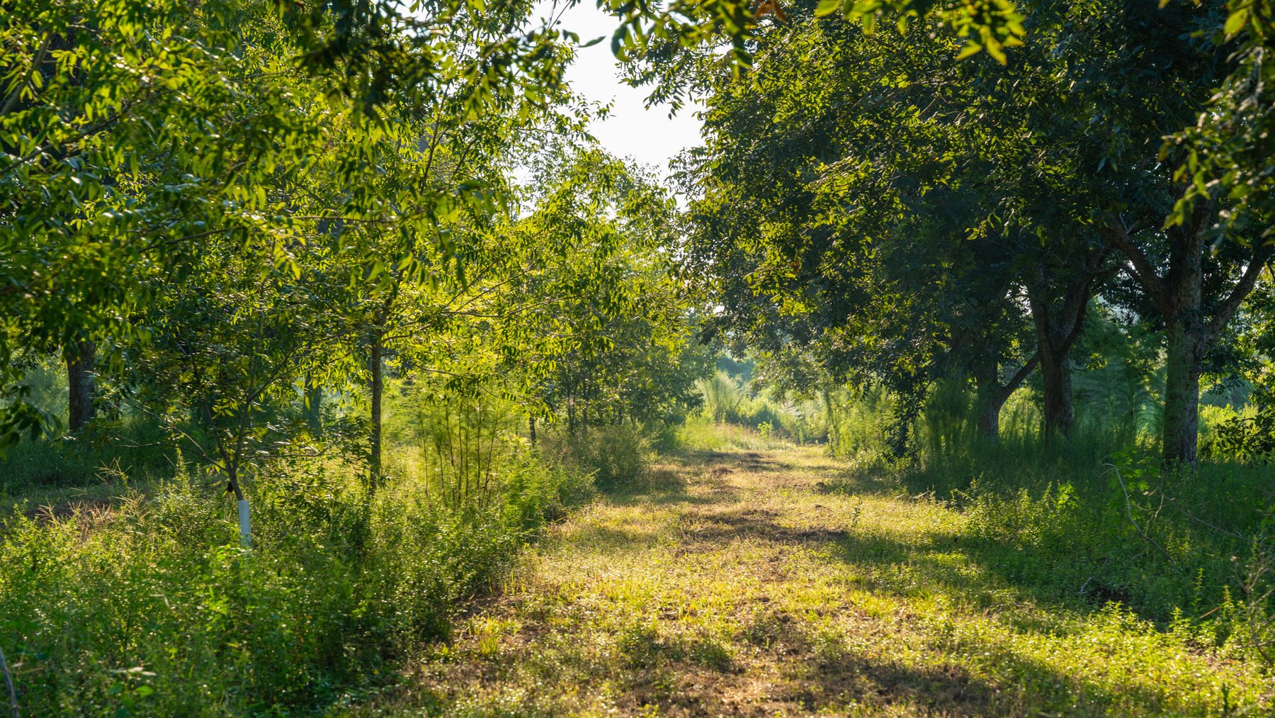 Image for 143± Acres - Darsey Orchard - Surrounded by Residential Growth with Mini-Farm Opportunities - Irrigated Pecan Orchard with Ample Frontage
