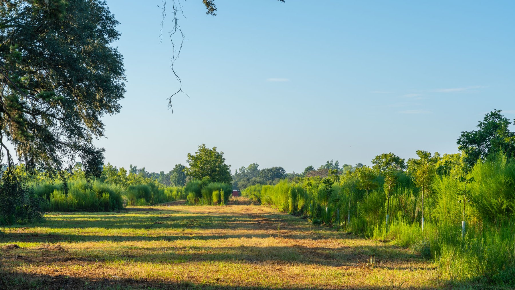 Image for 143± Acres - Darsey Orchard - Surrounded by Residential Growth with Mini-Farm Opportunities - Irrigated Pecan Orchard with Ample Frontage