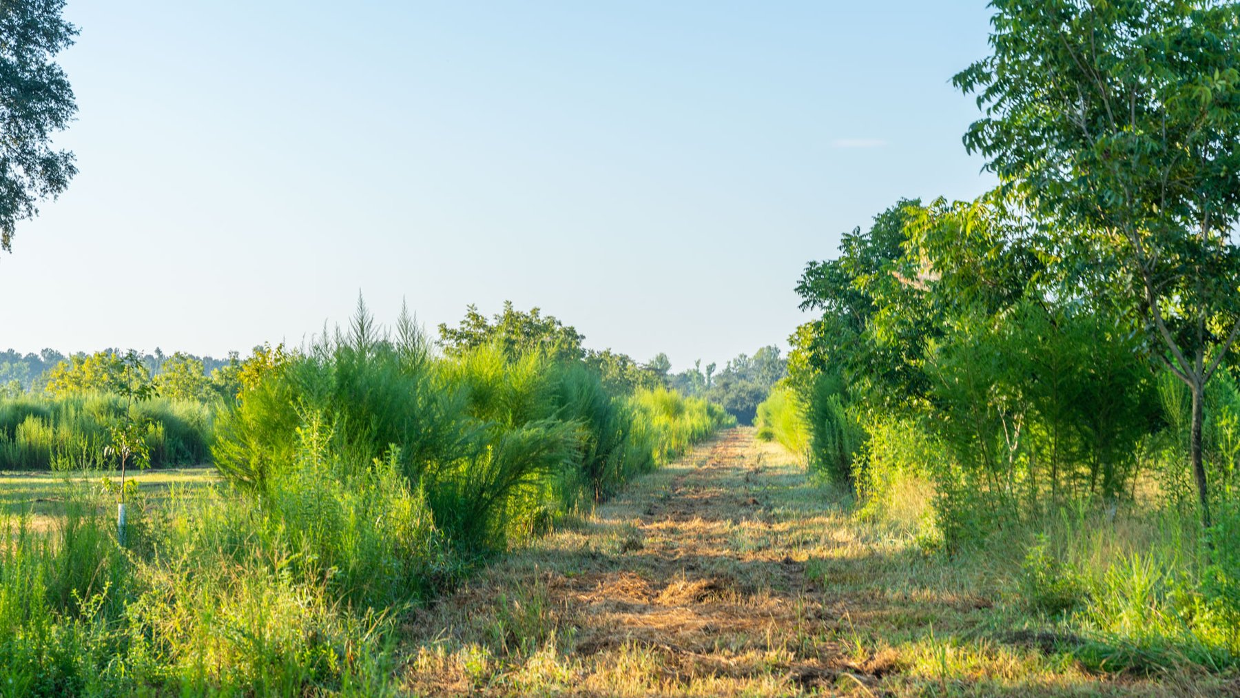 Image for 143± Acres - Darsey Orchard - Surrounded by Residential Growth with Mini-Farm Opportunities - Irrigated Pecan Orchard with Ample Frontage