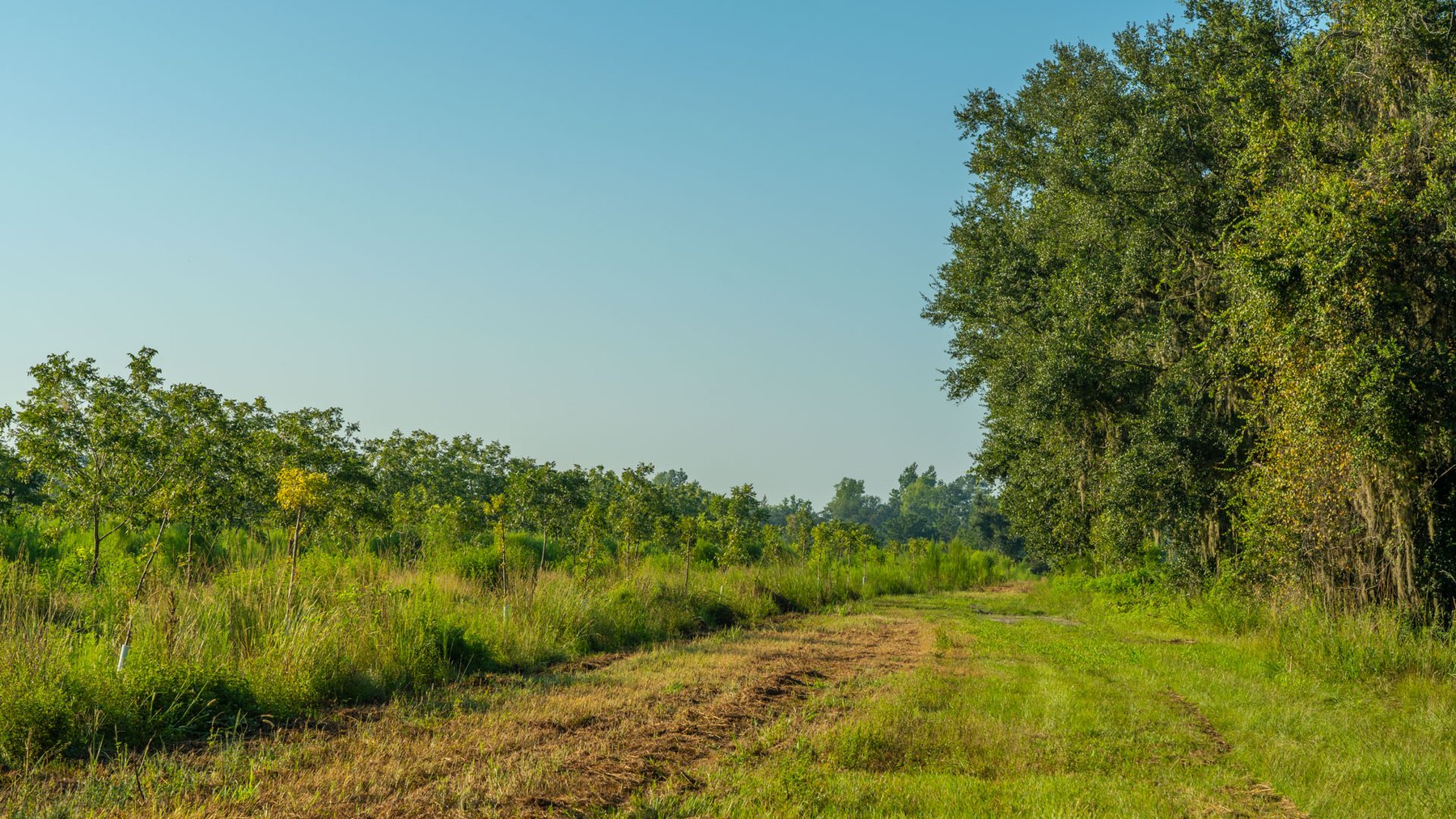 Image for 143± Acres - Darsey Orchard - Surrounded by Residential Growth with Mini-Farm Opportunities - Irrigated Pecan Orchard with Ample Frontage