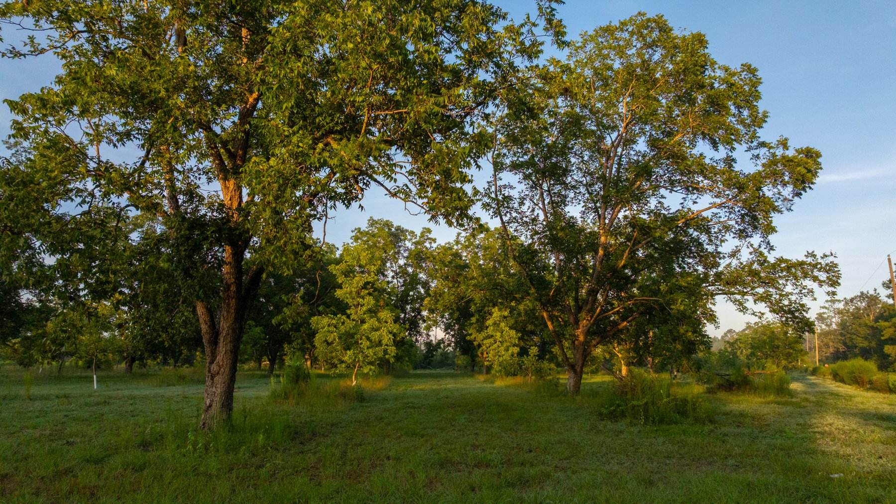 Image for 163± Acres - Chason Orchard - Ideal for Residential Homesites, Estate Lots & Expansion Opportunities - Irrigated Orchard with Home, Ample Frontage & Wooded Tracts