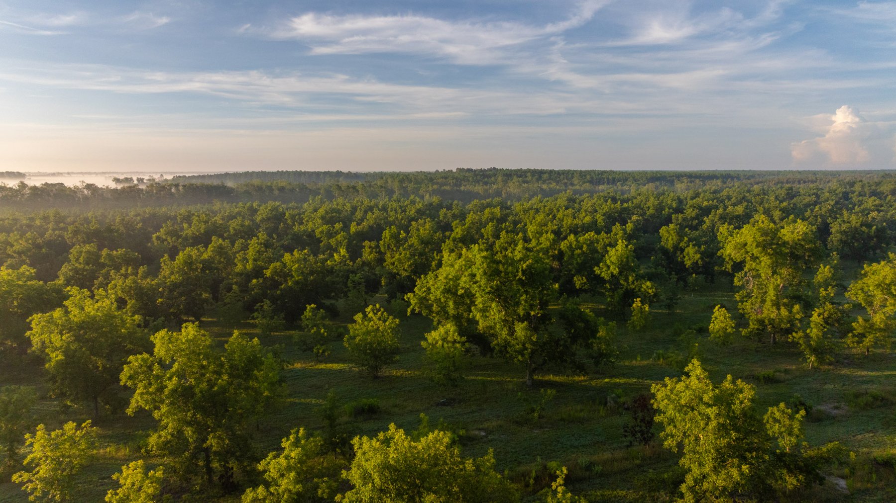 Image for 163± Acres - Chason Orchard - Ideal for Residential Homesites, Estate Lots & Expansion Opportunities - Irrigated Orchard with Home, Ample Frontage & Wooded Tracts