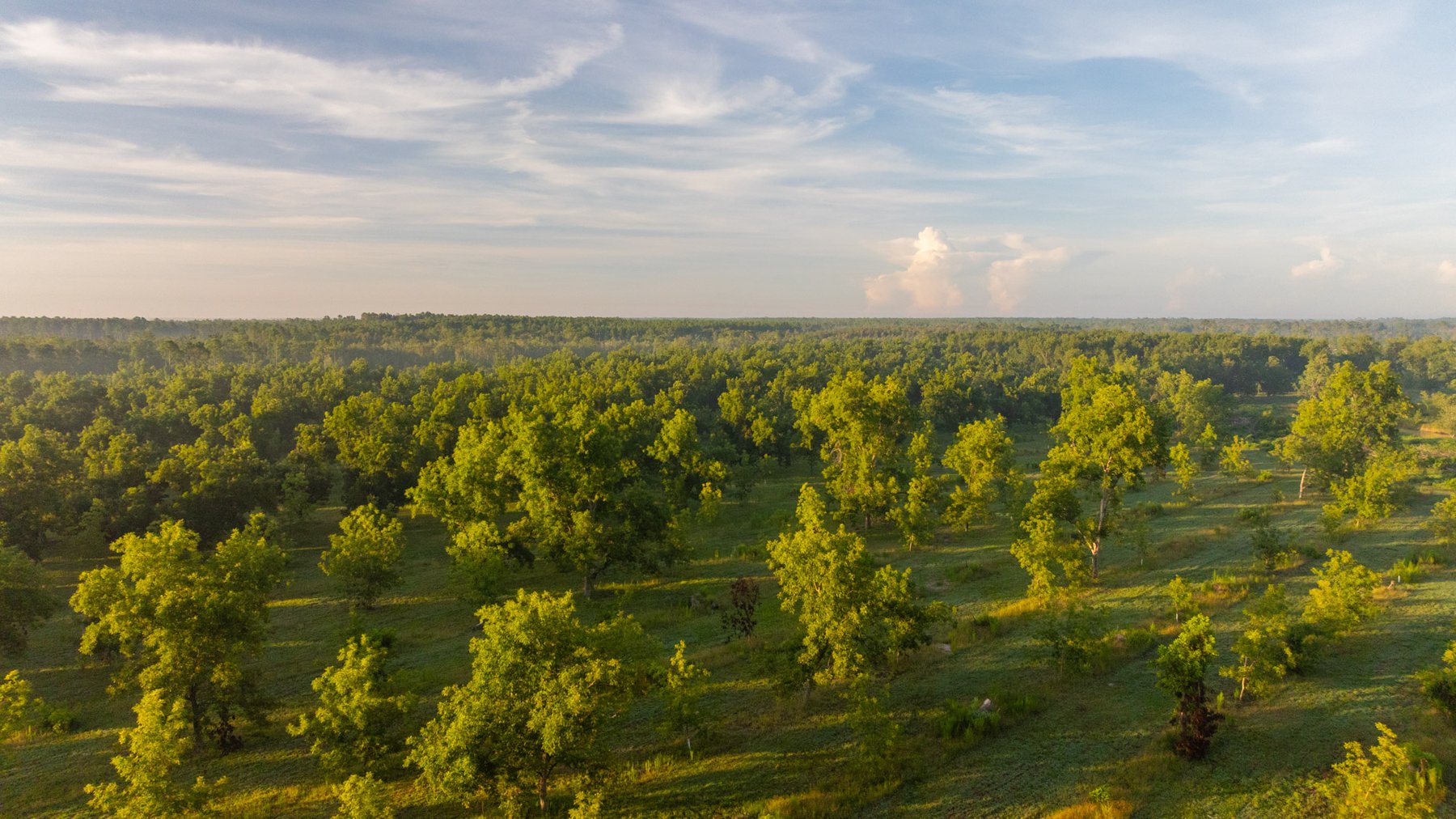 Image for 163± Acres - Chason Orchard - Ideal for Residential Homesites, Estate Lots & Expansion Opportunities - Irrigated Orchard with Home, Ample Frontage & Wooded Tracts