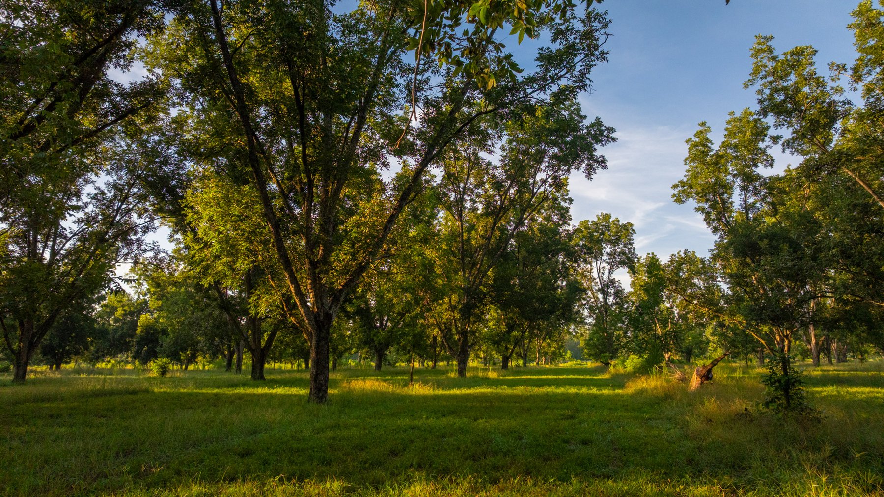 Image for 163± Acres - Chason Orchard - Ideal for Residential Homesites, Estate Lots & Expansion Opportunities - Irrigated Orchard with Home, Ample Frontage & Wooded Tracts