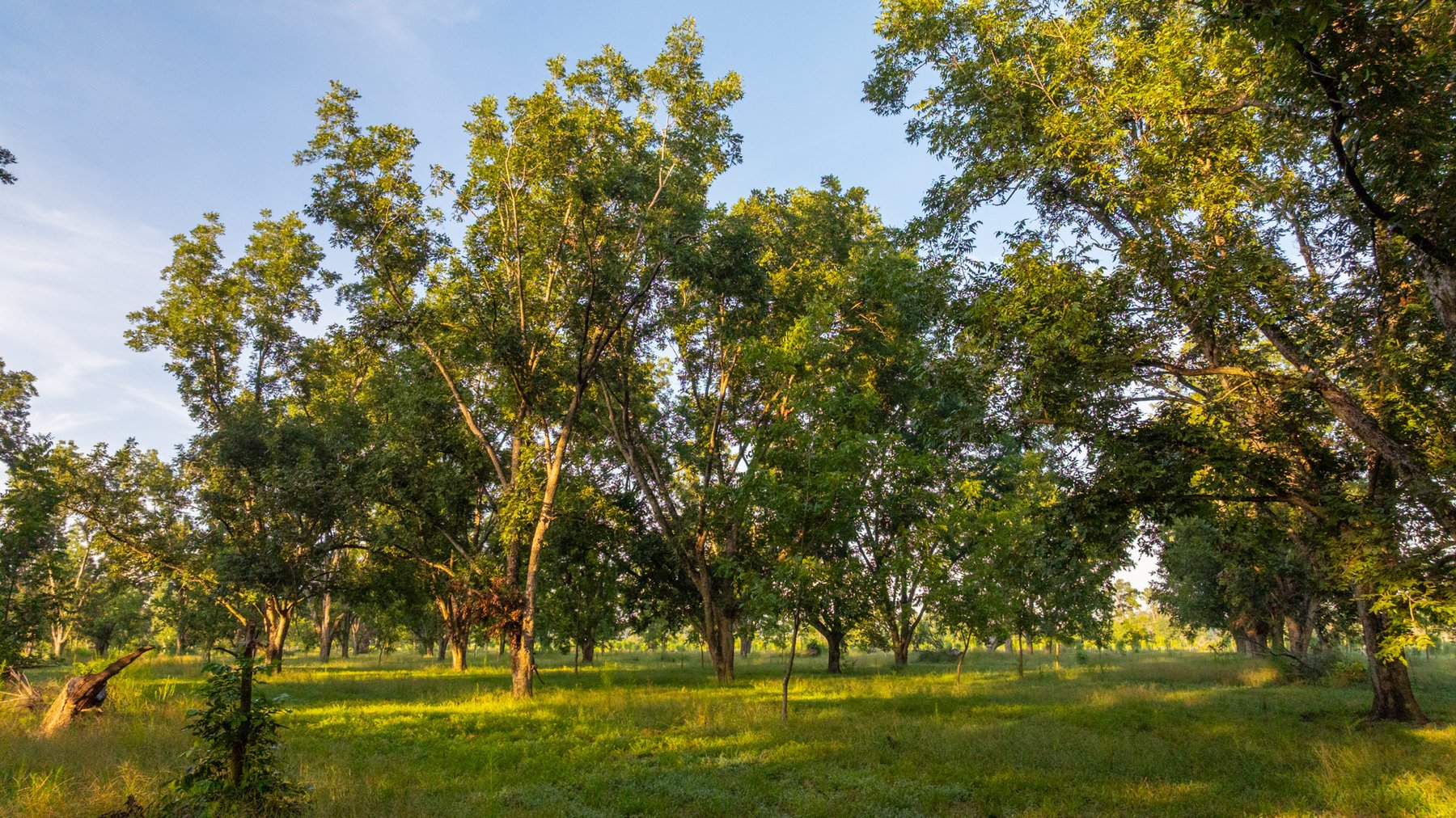 Image for 163± Acres - Chason Orchard - Ideal for Residential Homesites, Estate Lots & Expansion Opportunities - Irrigated Orchard with Home, Ample Frontage & Wooded Tracts