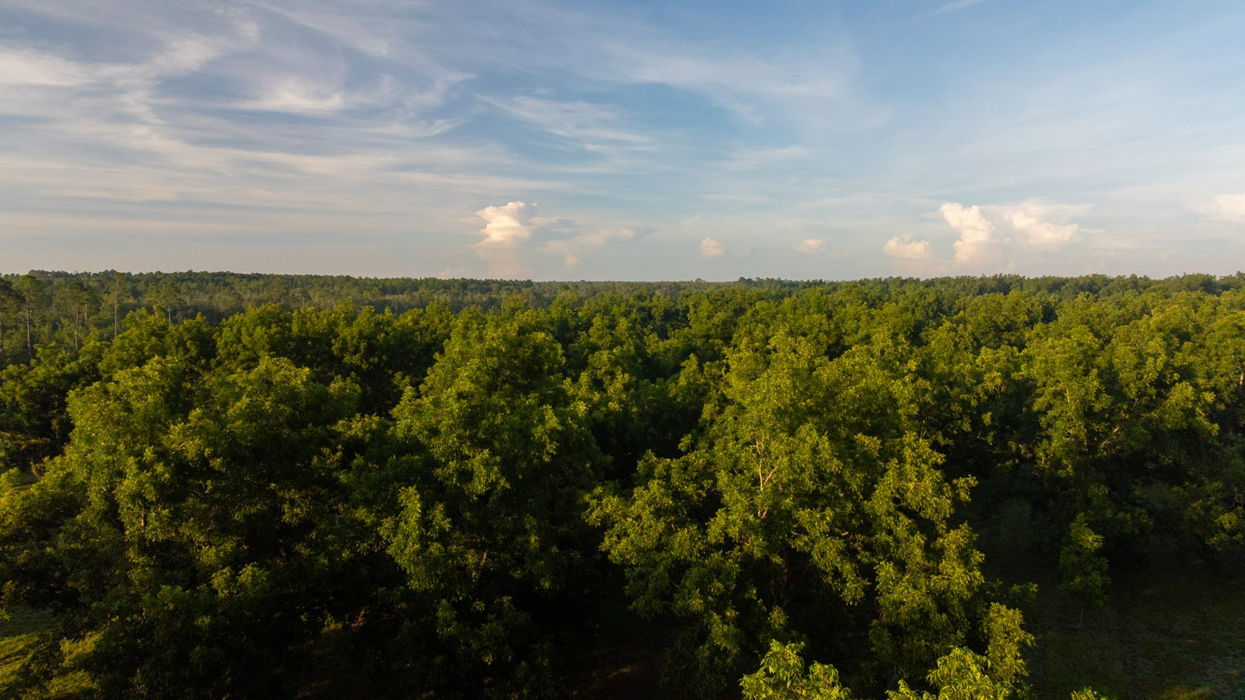 Image for 163± Acres - Chason Orchard - Ideal for Residential Homesites, Estate Lots & Expansion Opportunities - Irrigated Orchard with Home, Ample Frontage & Wooded Tracts