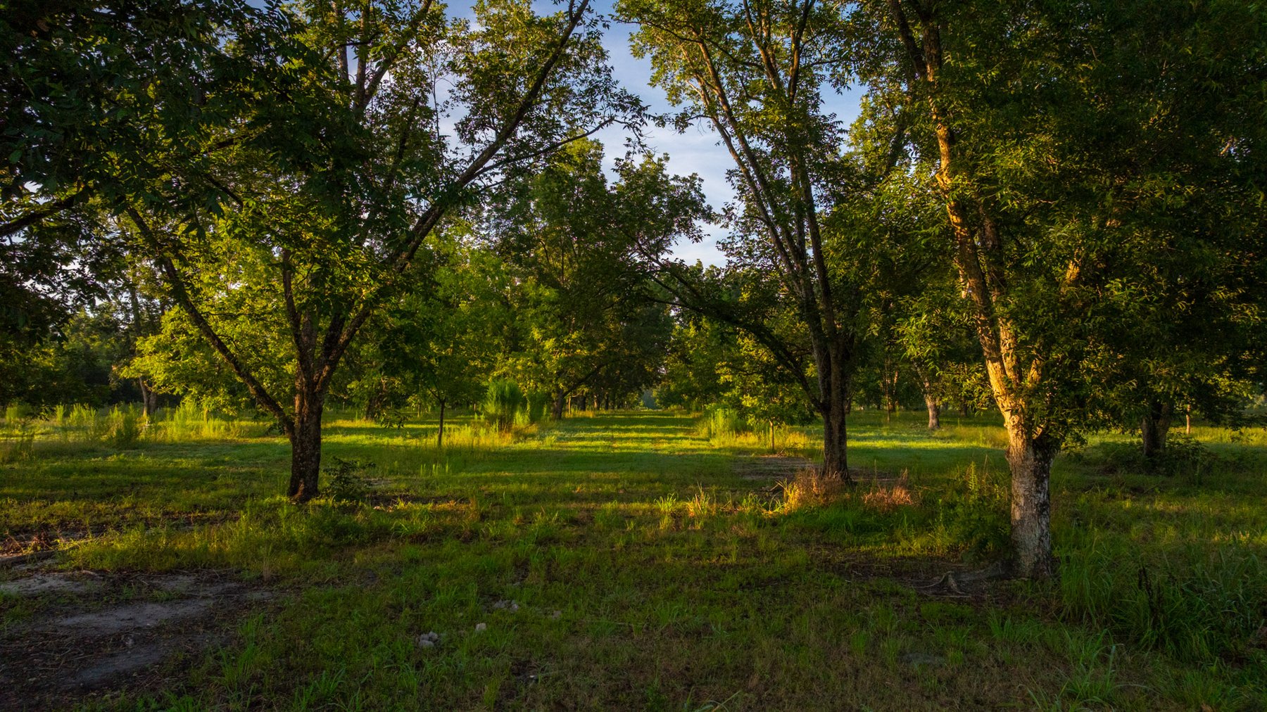 Image for 163± Acres - Chason Orchard - Ideal for Residential Homesites, Estate Lots & Expansion Opportunities - Irrigated Orchard with Home, Ample Frontage & Wooded Tracts