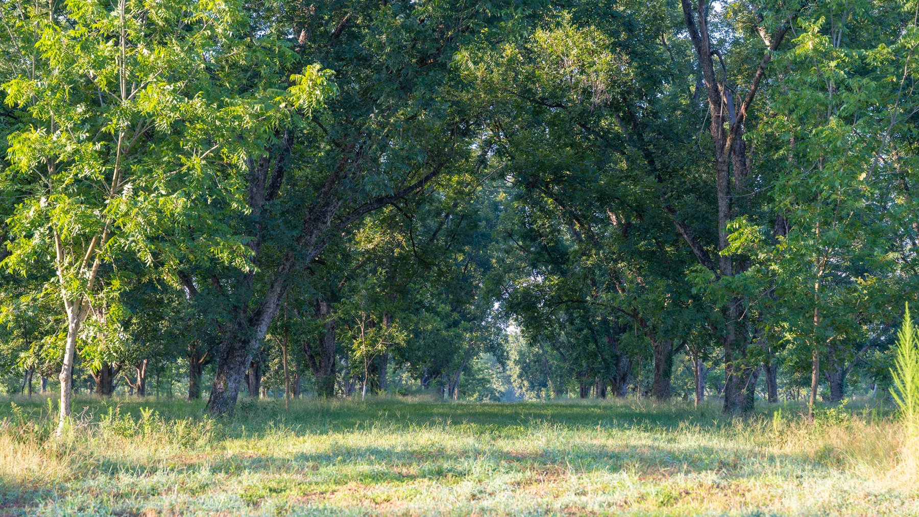 Image for 163± Acres - Chason Orchard - Ideal for Residential Homesites, Estate Lots & Expansion Opportunities - Irrigated Orchard with Home, Ample Frontage & Wooded Tracts