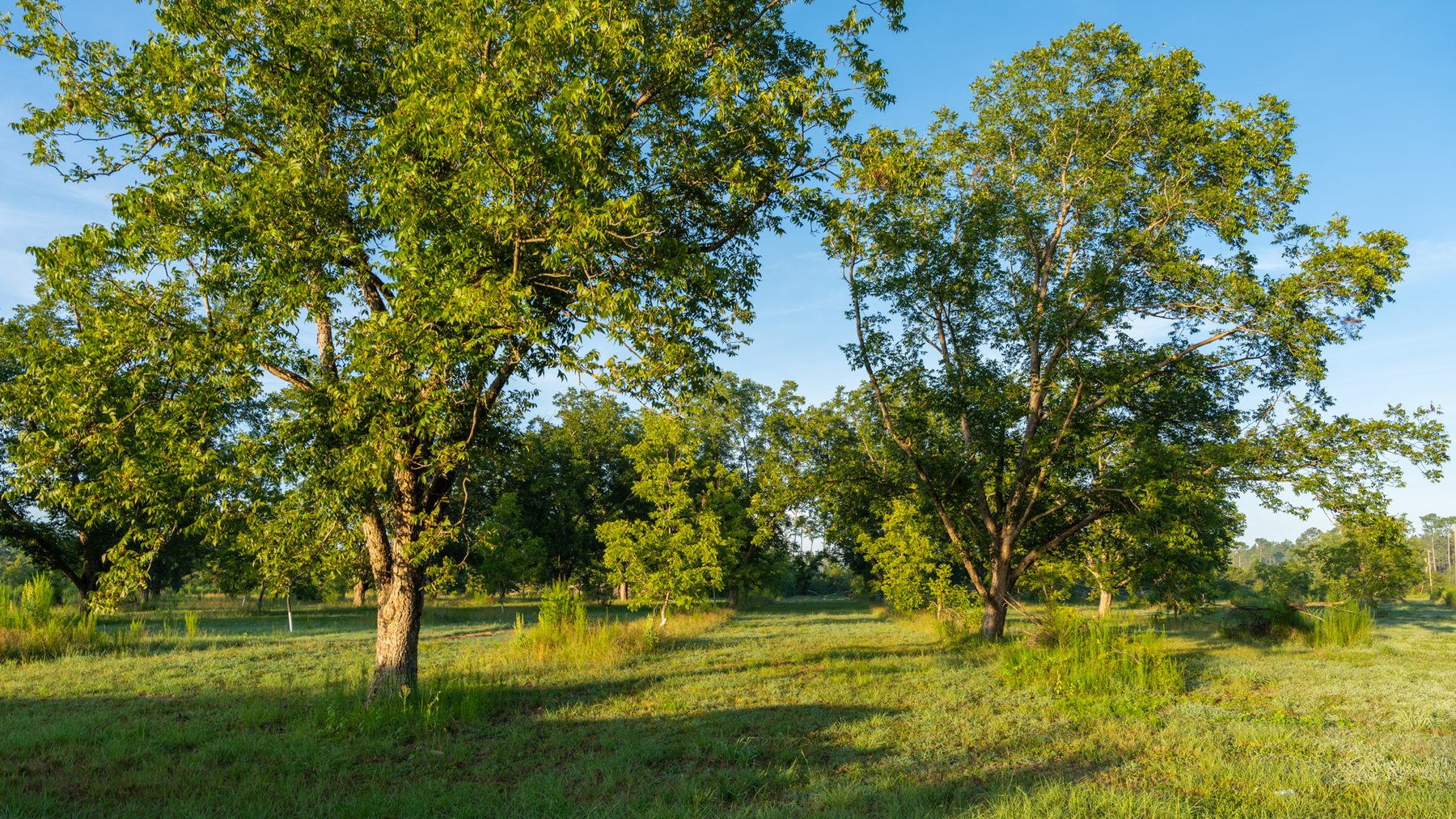 Image for 163± Acres - Chason Orchard - Ideal for Residential Homesites, Estate Lots & Expansion Opportunities - Irrigated Orchard with Home, Ample Frontage & Wooded Tracts