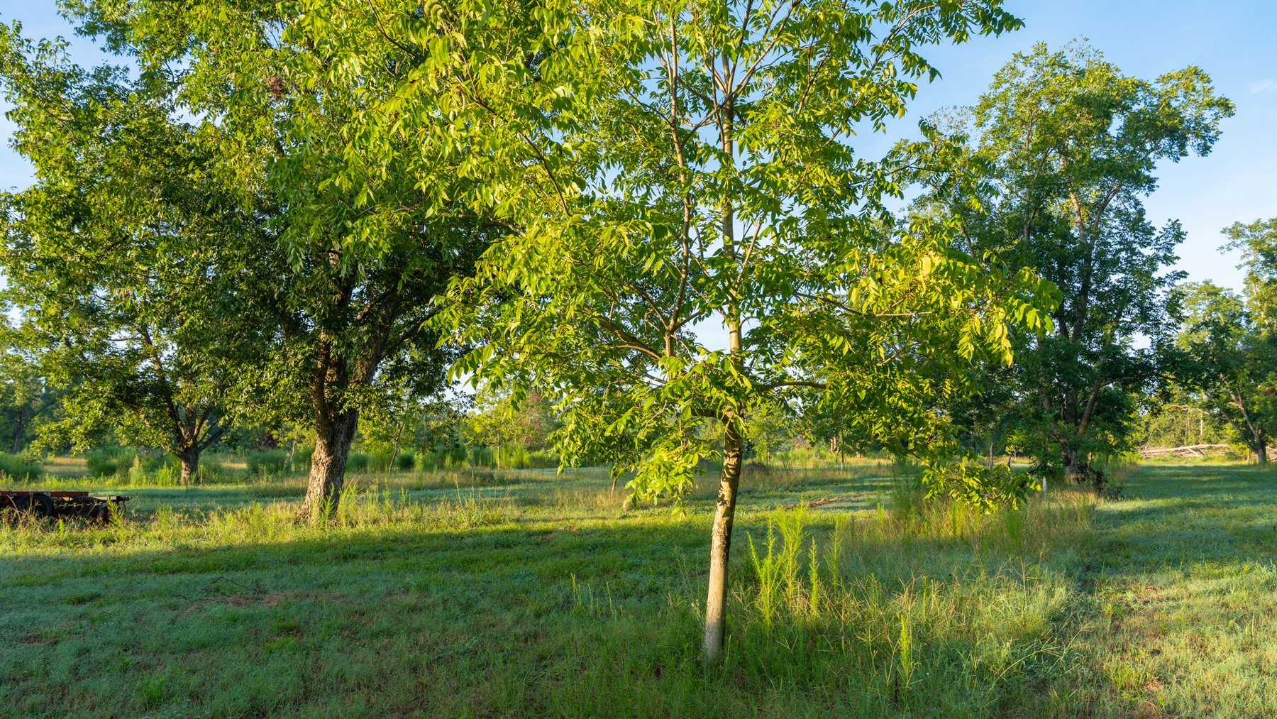 Image for 163± Acres - Chason Orchard - Ideal for Residential Homesites, Estate Lots & Expansion Opportunities - Irrigated Orchard with Home, Ample Frontage & Wooded Tracts