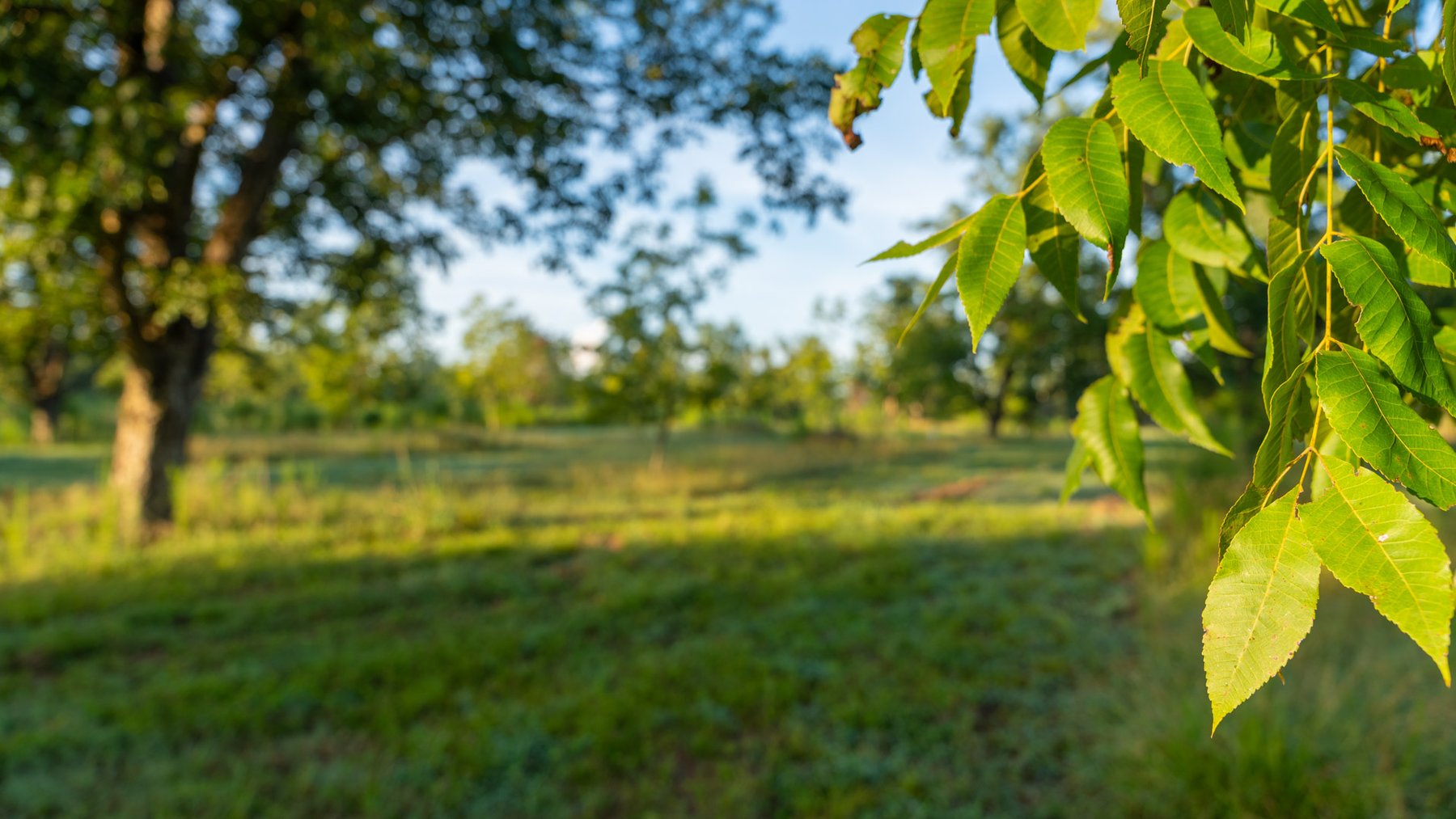 Image for 163± Acres - Chason Orchard - Ideal for Residential Homesites, Estate Lots & Expansion Opportunities - Irrigated Orchard with Home, Ample Frontage & Wooded Tracts