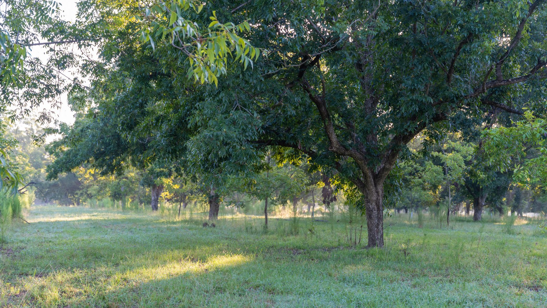 Image for 163± Acres - Chason Orchard - Ideal for Residential Homesites, Estate Lots & Expansion Opportunities - Irrigated Orchard with Home, Ample Frontage & Wooded Tracts