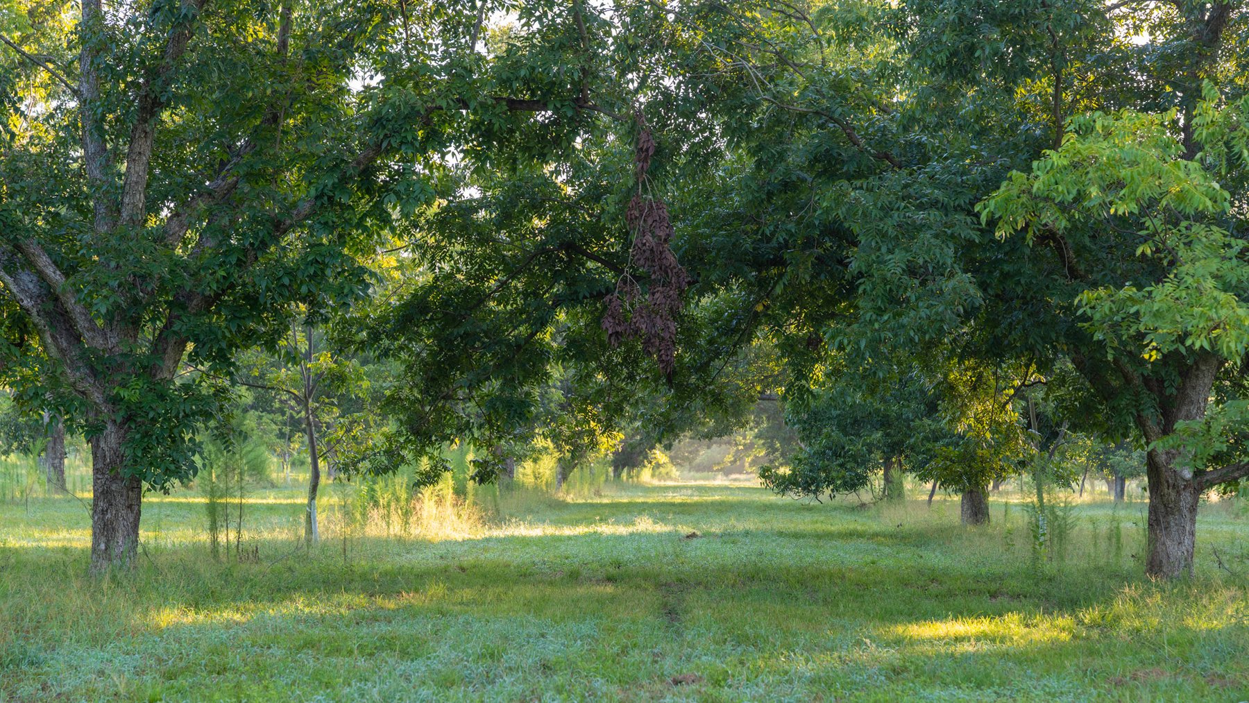 Image for 163± Acres - Chason Orchard - Ideal for Residential Homesites, Estate Lots & Expansion Opportunities - Irrigated Orchard with Home, Ample Frontage & Wooded Tracts