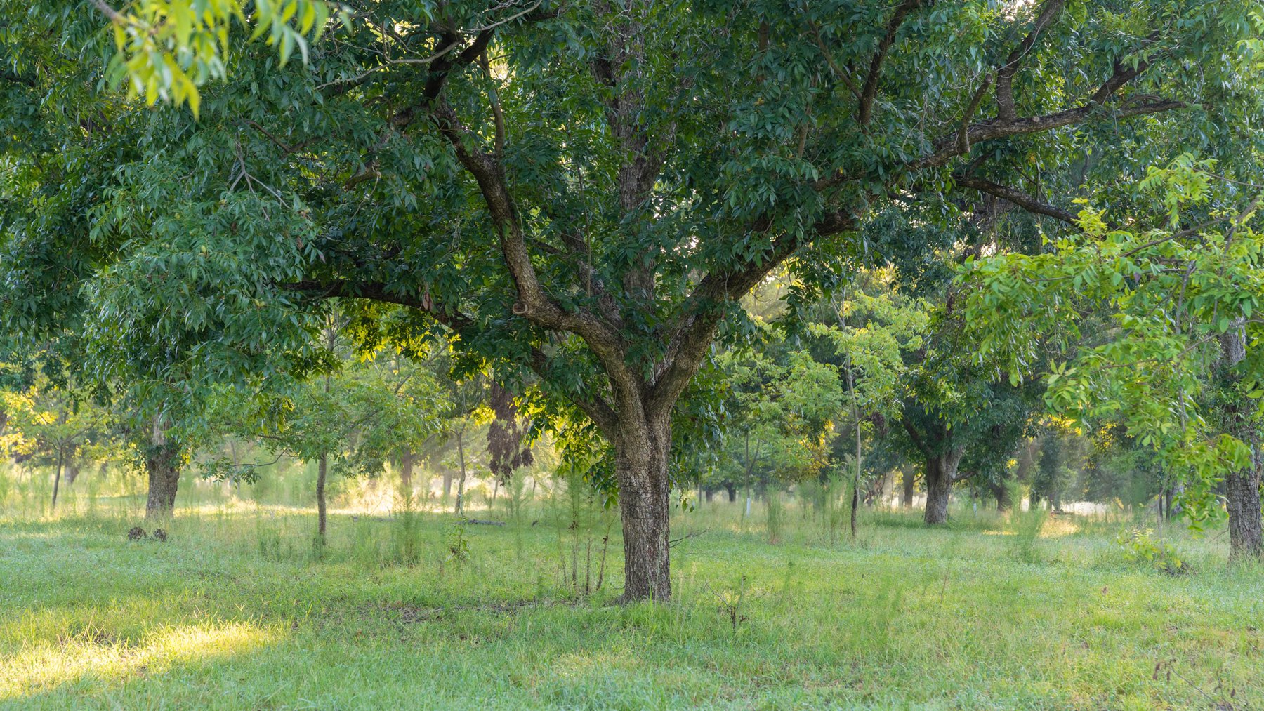 Image for 163± Acres - Chason Orchard - Ideal for Residential Homesites, Estate Lots & Expansion Opportunities - Irrigated Orchard with Home, Ample Frontage & Wooded Tracts