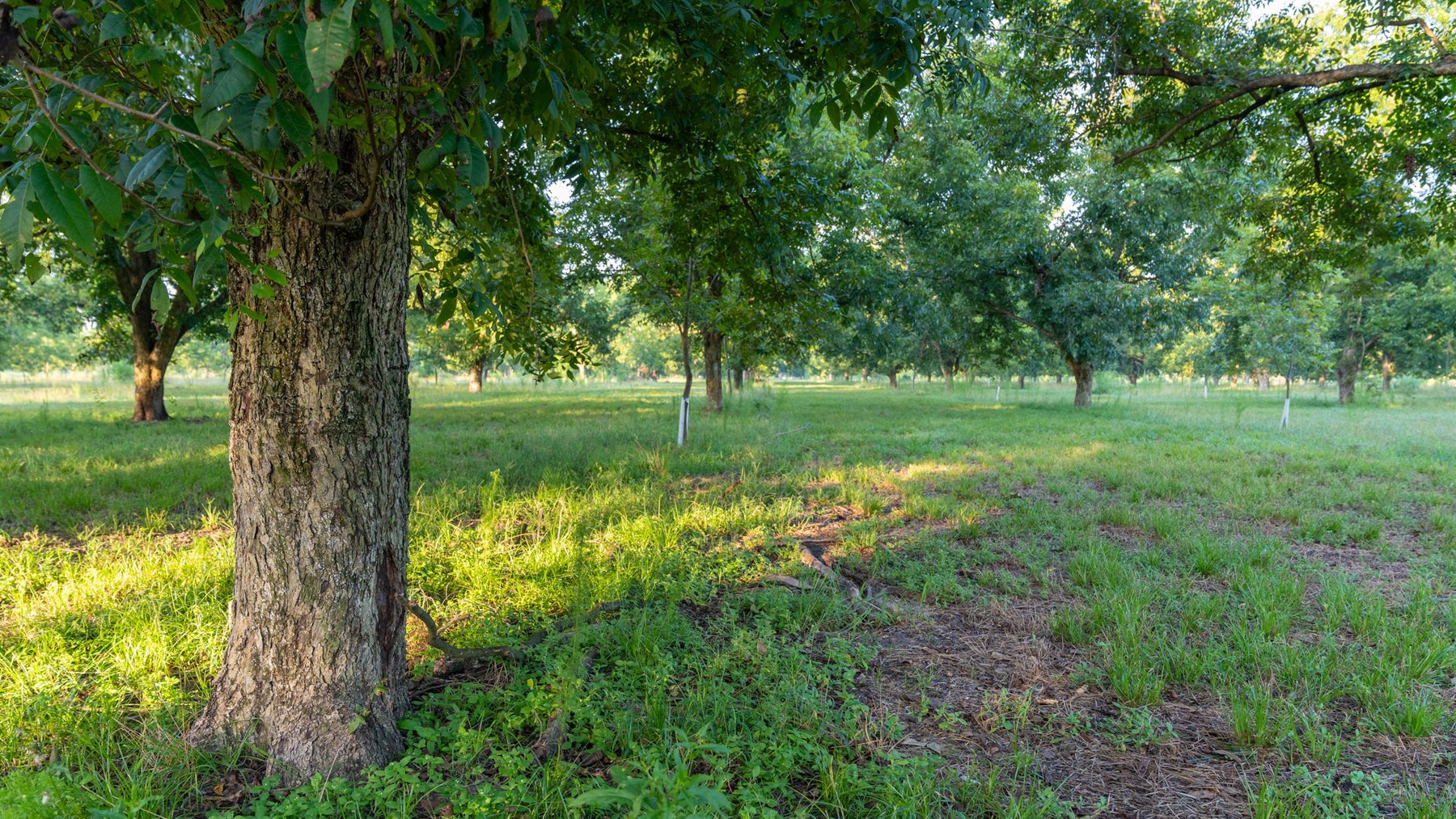Image for 163± Acres - Chason Orchard - Ideal for Residential Homesites, Estate Lots & Expansion Opportunities - Irrigated Orchard with Home, Ample Frontage & Wooded Tracts