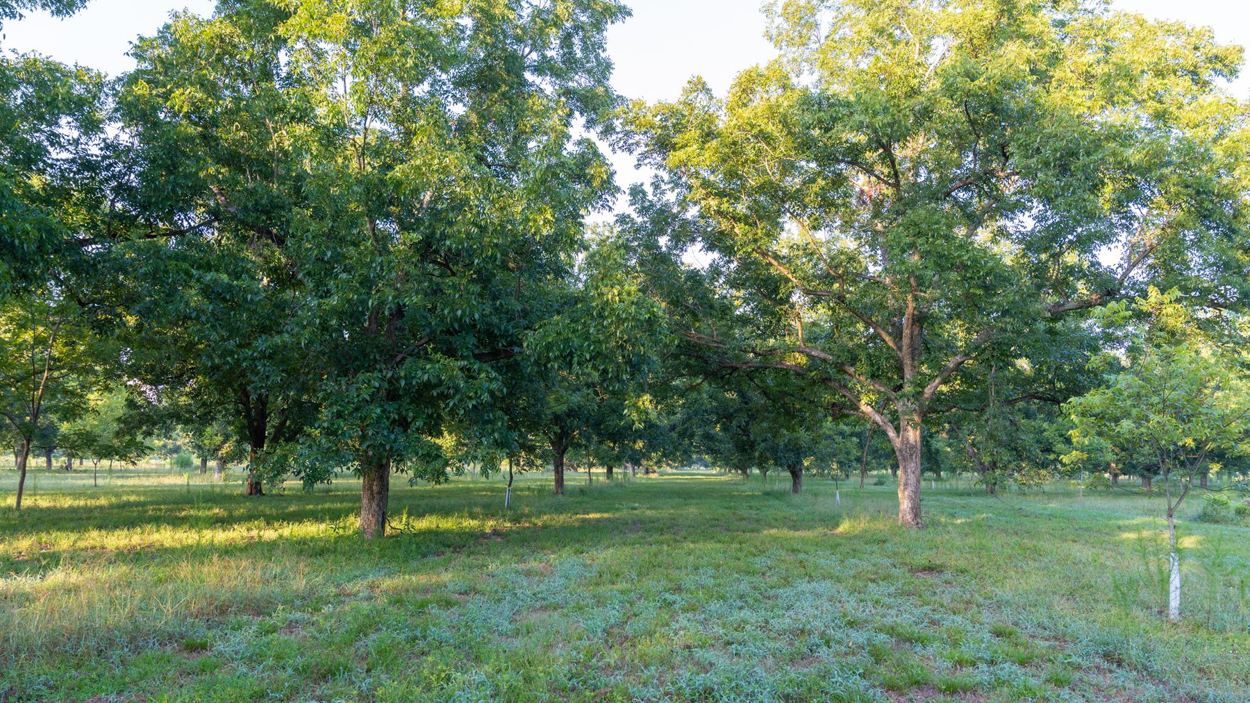 Image for 163± Acres - Chason Orchard - Ideal for Residential Homesites, Estate Lots & Expansion Opportunities - Irrigated Orchard with Home, Ample Frontage & Wooded Tracts