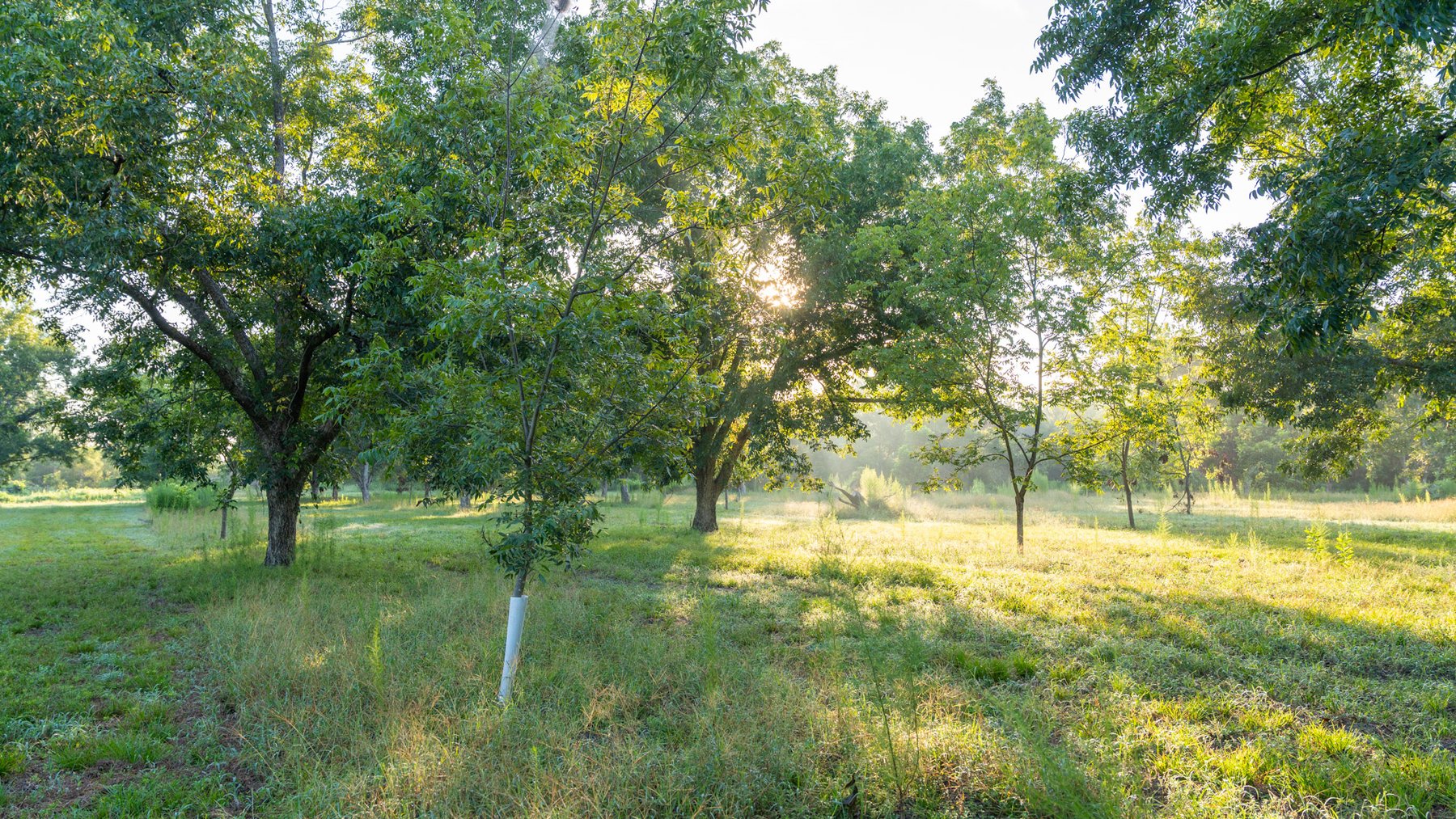 Image for 163± Acres - Chason Orchard - Ideal for Residential Homesites, Estate Lots & Expansion Opportunities - Irrigated Orchard with Home, Ample Frontage & Wooded Tracts