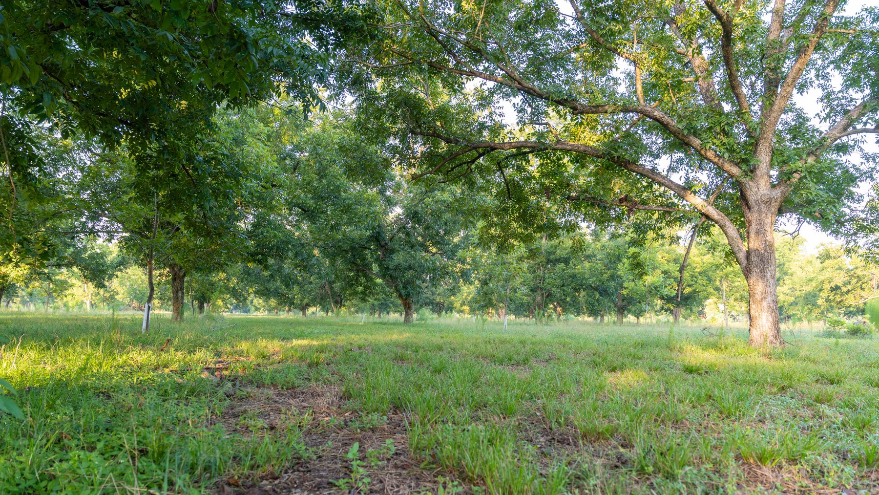 Image for 163± Acres - Chason Orchard - Ideal for Residential Homesites, Estate Lots & Expansion Opportunities - Irrigated Orchard with Home, Ample Frontage & Wooded Tracts