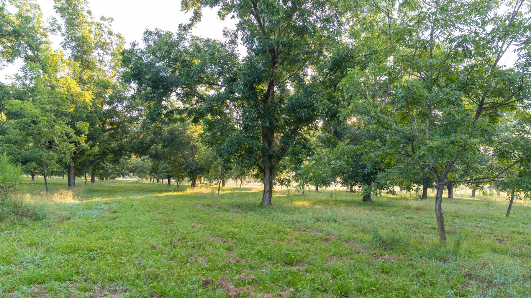 Image for 163± Acres - Chason Orchard - Ideal for Residential Homesites, Estate Lots & Expansion Opportunities - Irrigated Orchard with Home, Ample Frontage & Wooded Tracts