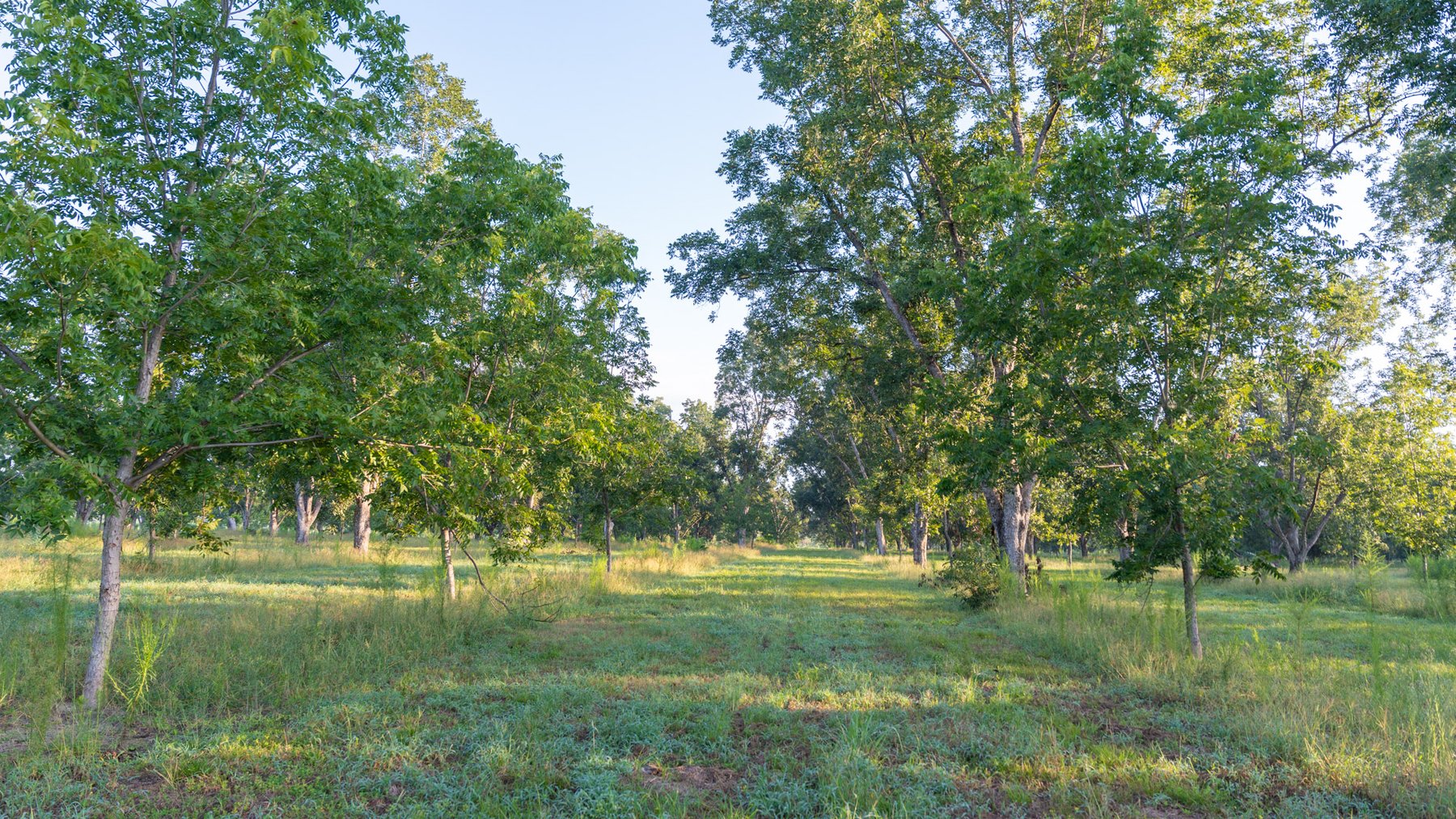 Image for 163± Acres - Chason Orchard - Ideal for Residential Homesites, Estate Lots & Expansion Opportunities - Irrigated Orchard with Home, Ample Frontage & Wooded Tracts