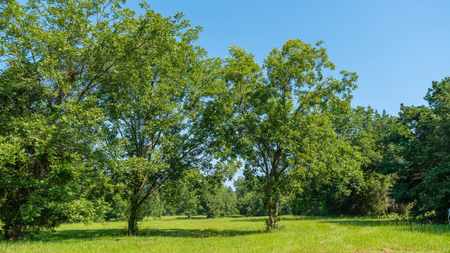 Image for 24.346 +/- Acres – The Tobler Oaks Tract 2 - Great Lamar County Homesite w/ Ample Recreational Acreage