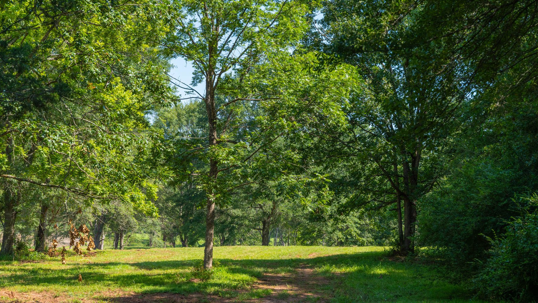 Image for 24.346 +/- Acres – The Tobler Oaks Tract 2 - Great Lamar County Homesite w/ Ample Recreational Acreage