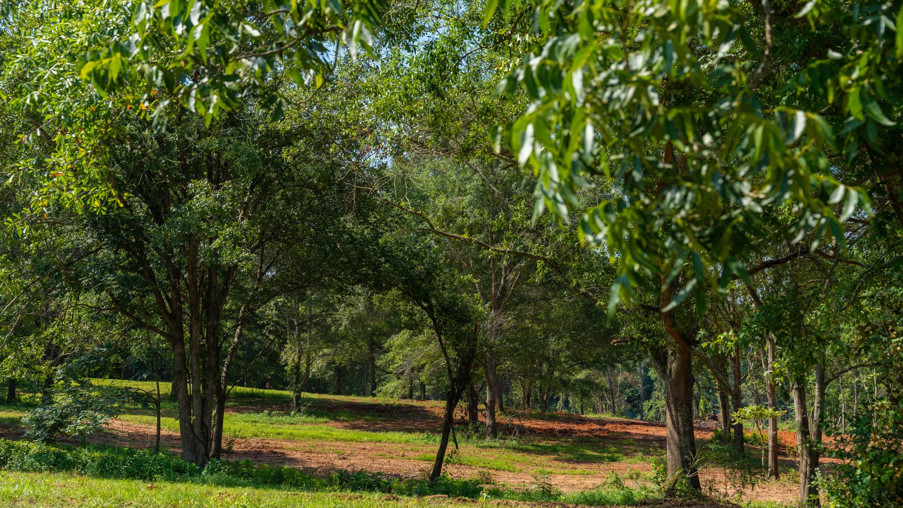 Image for 24.346 +/- Acres – The Tobler Oaks Tract 2 - Great Lamar County Homesite w/ Ample Recreational Acreage